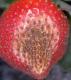 Phomopsis fruit rot