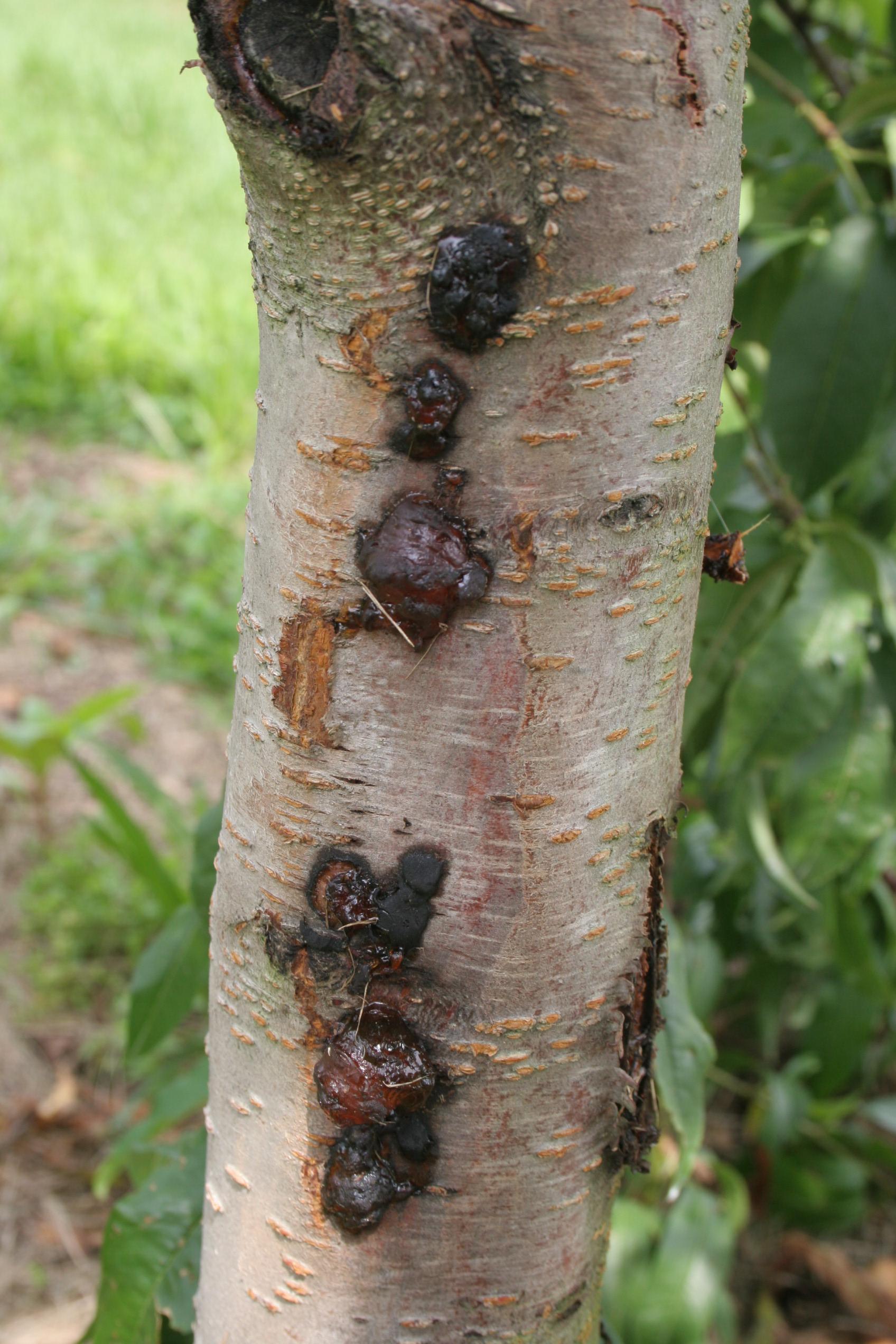 Early development of perennial canker (sunken lesion) with gummosis. 