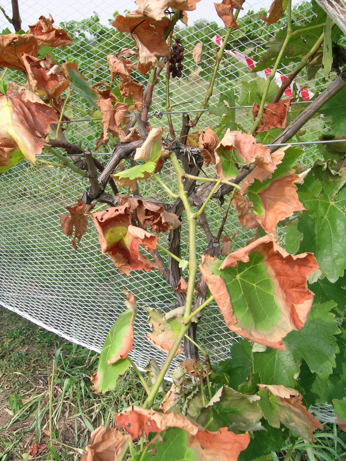 Marginal leaf scorch caused by Pierce's disease. 