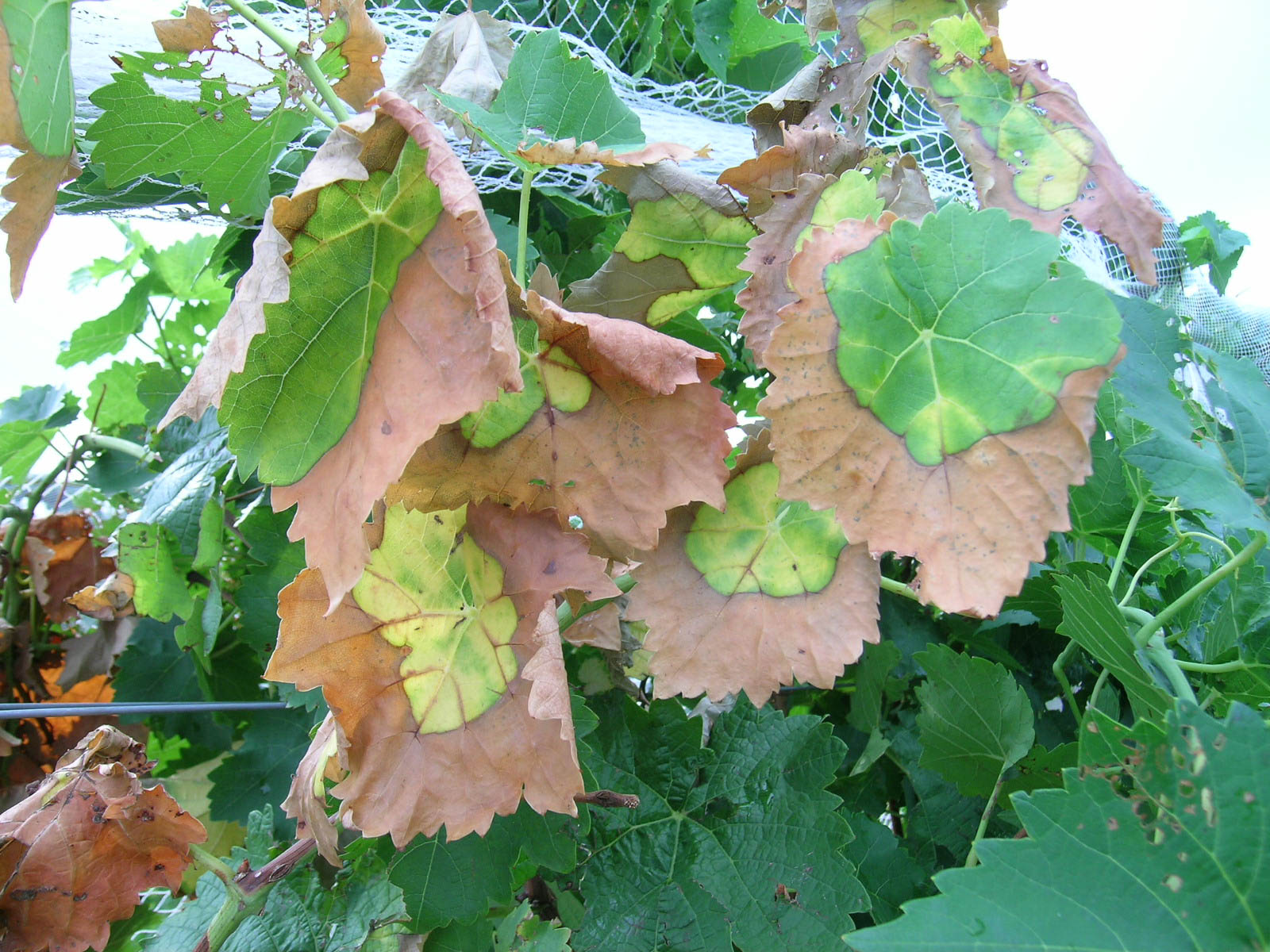 Close-up of Pierce's disease foliar symptoms. 