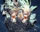 Phytophthora crown and root rot