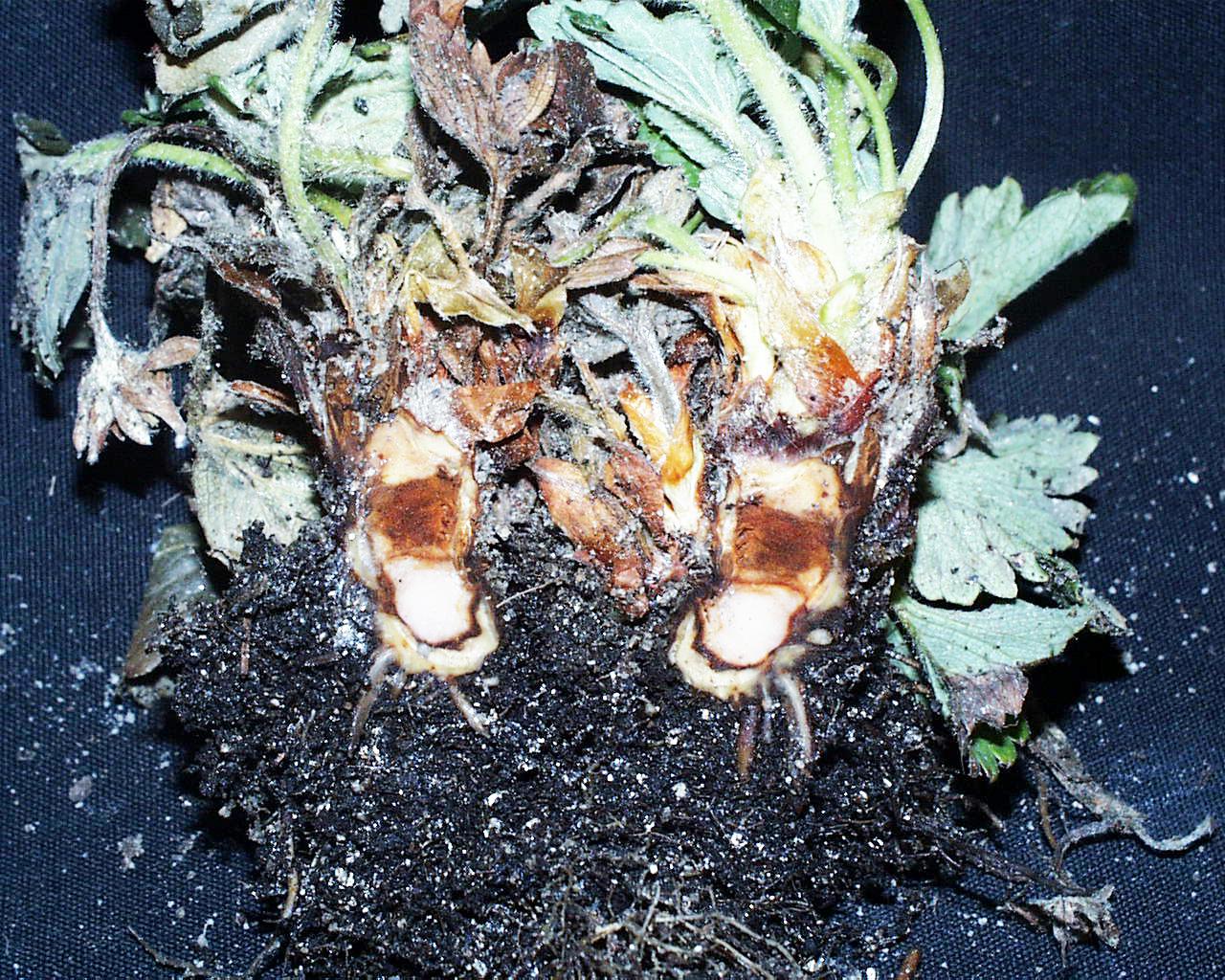 Phytophthora crown and root rot (Louws, North Carolina State University)