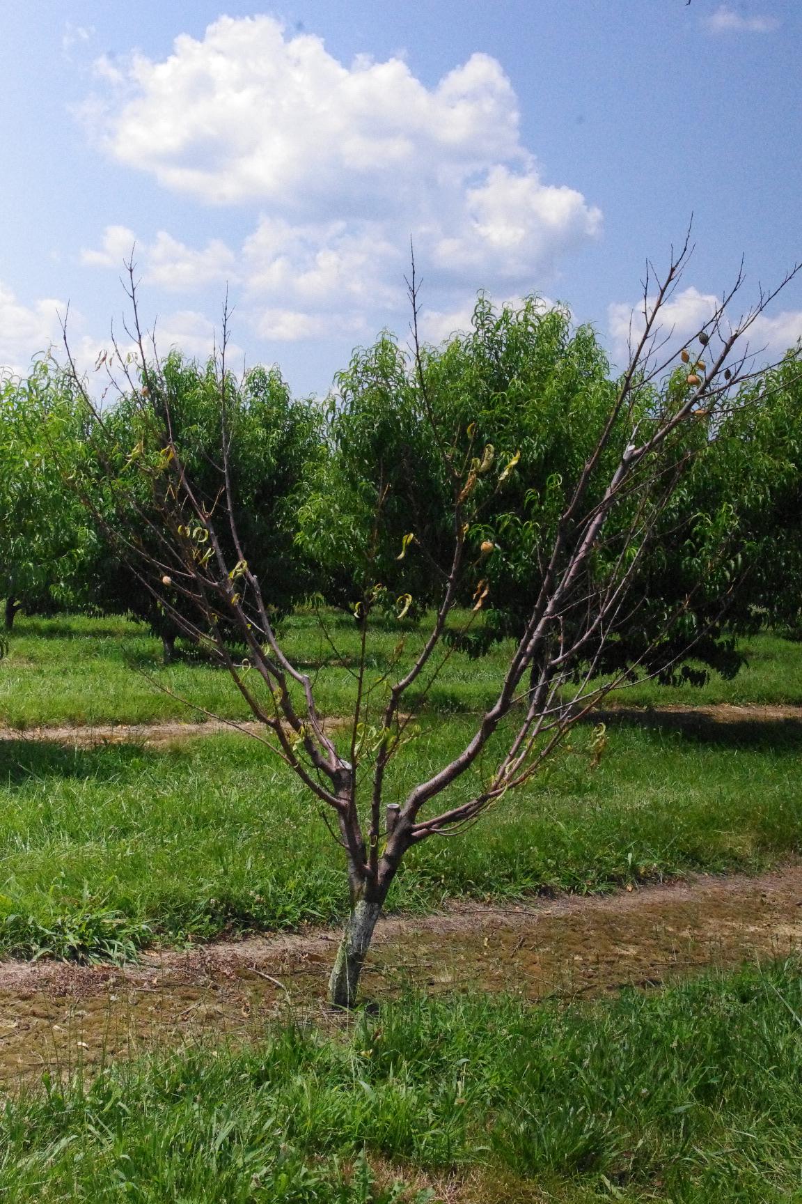 Tree decline due to Phytophthora root and crown rot. 
