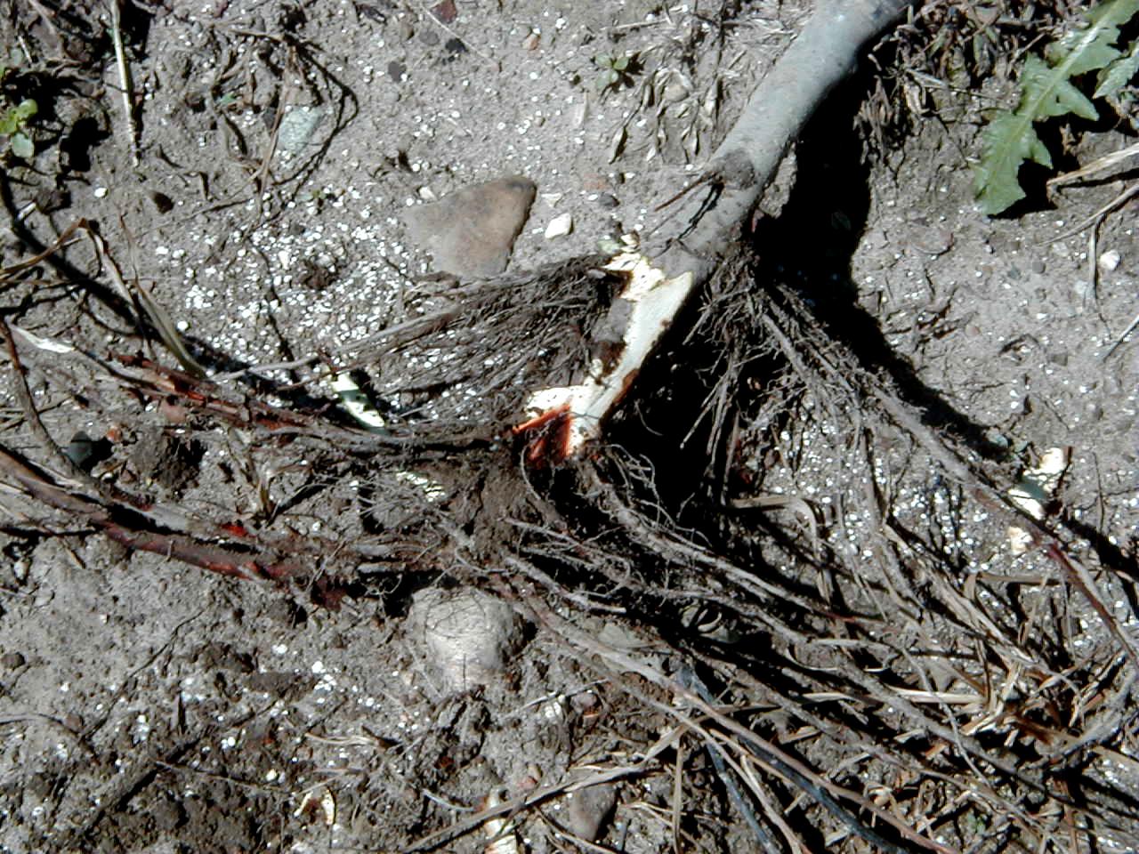 Collar rot symptoms on young tree (Longstroth, MSU)