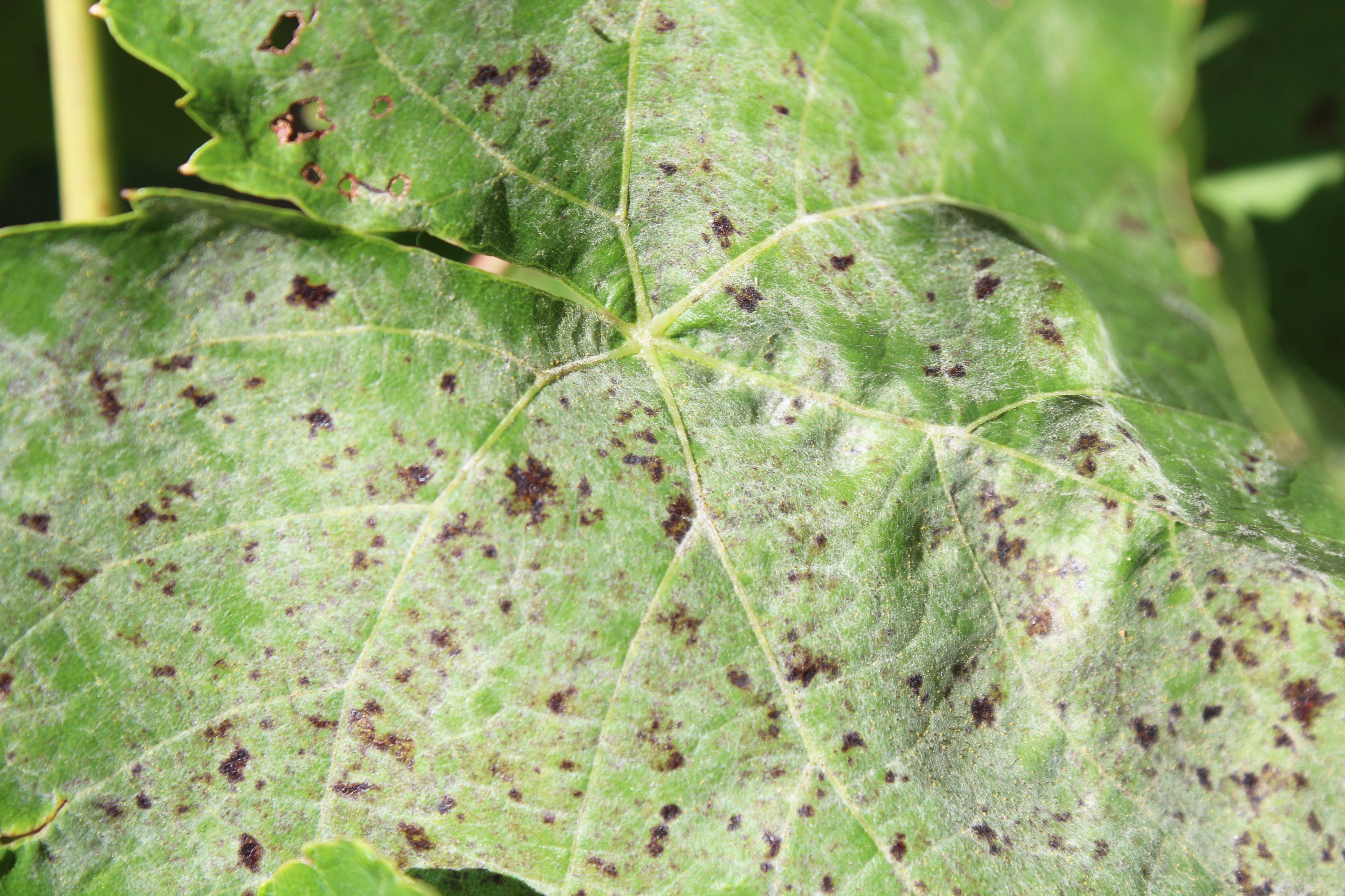 Powdery mildew symptoms and signs late in the season. 