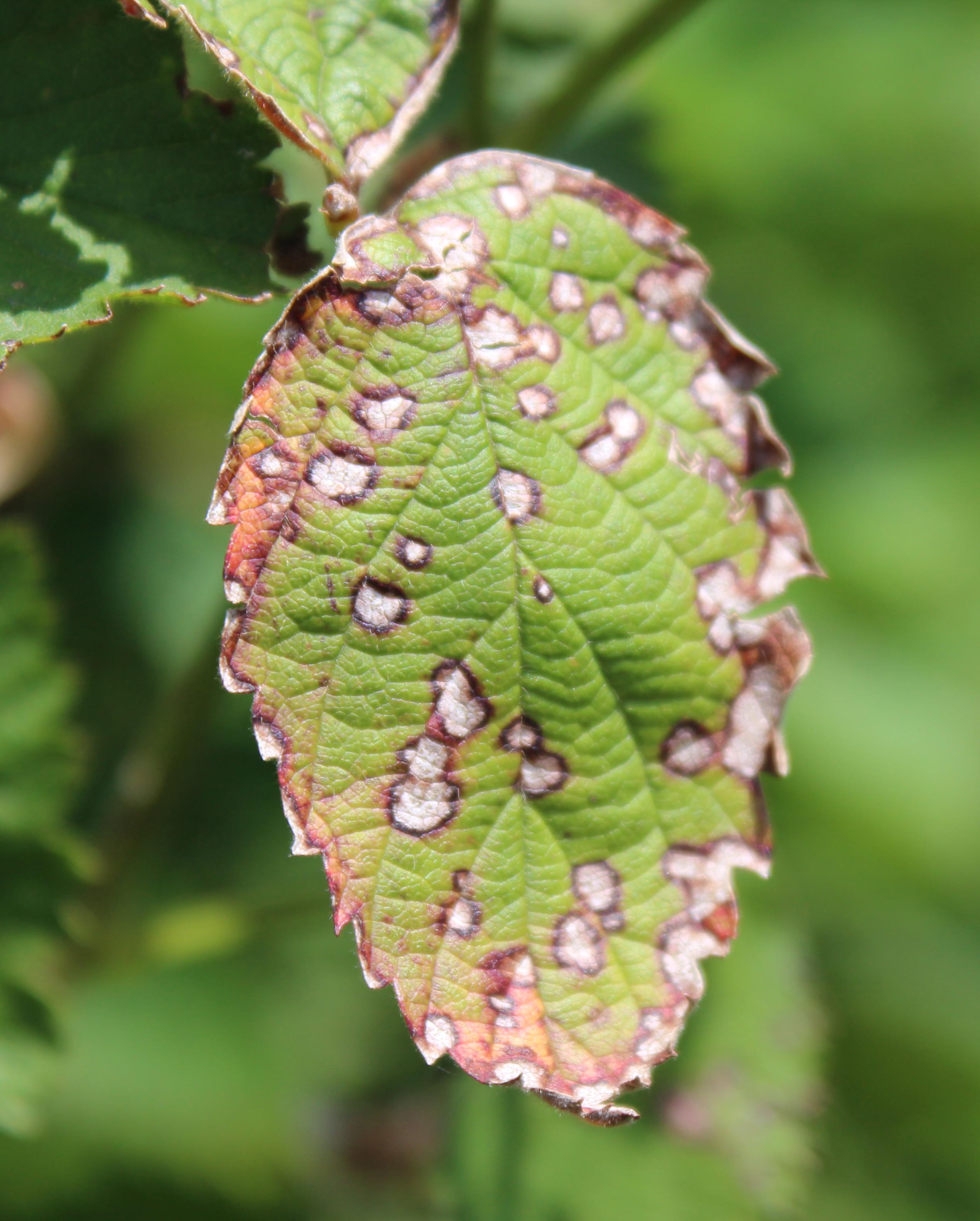 Septoria leaf spot advanced symptoms. 