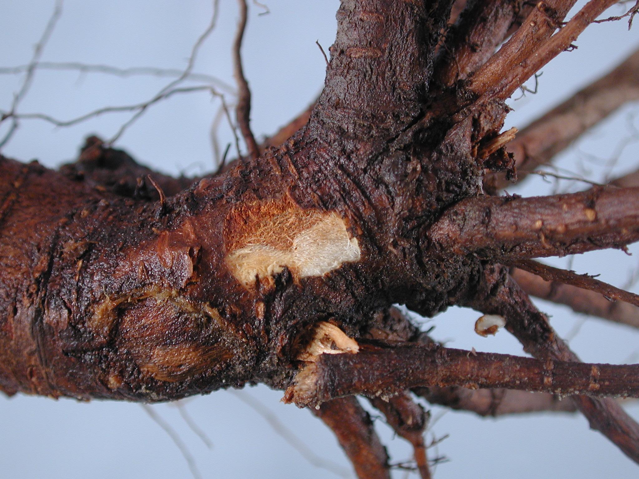 Typical discoloration of root tissues infected with Phytophthora root and crown rot. 
