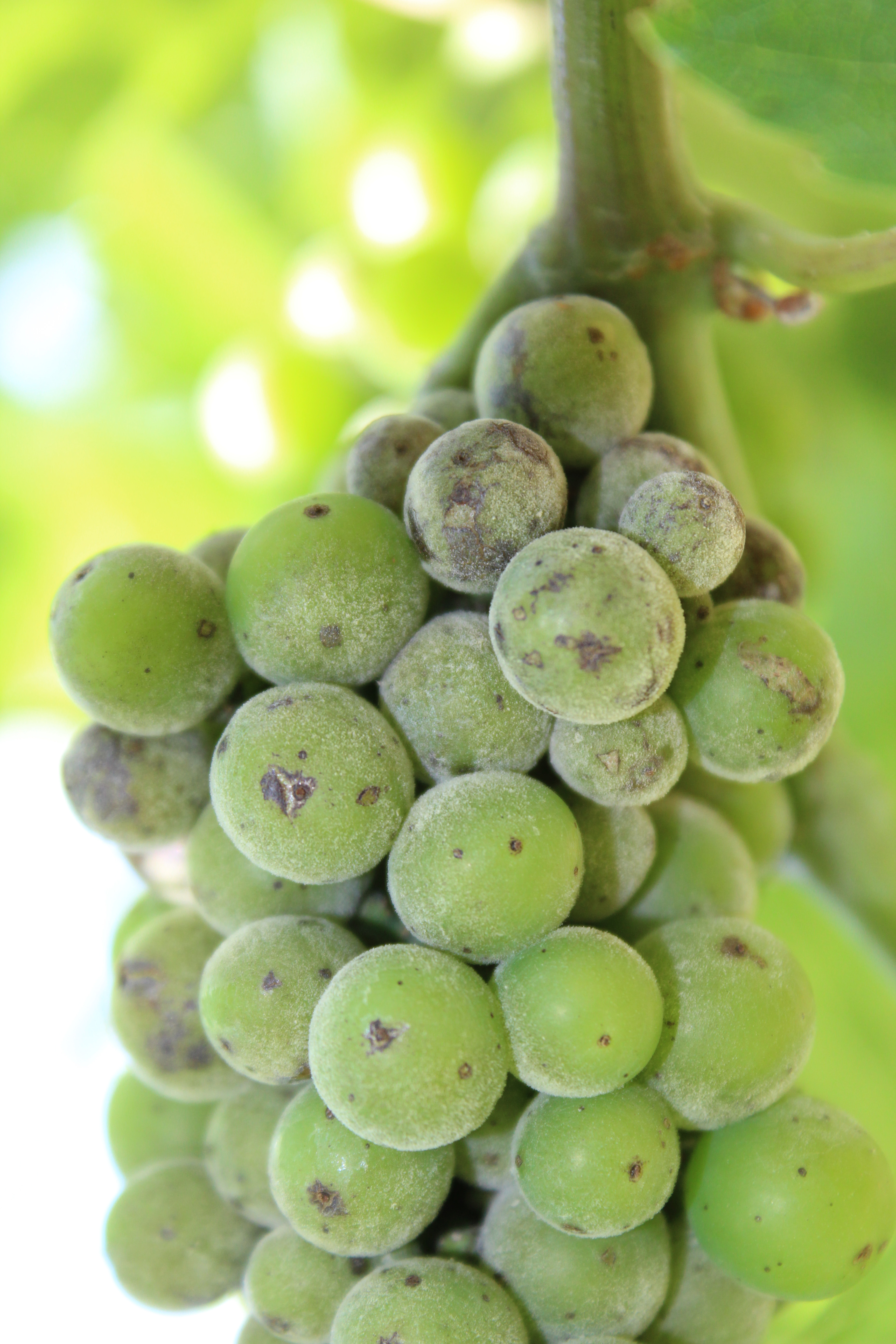 Close-up of powdery mildew on fruit. 