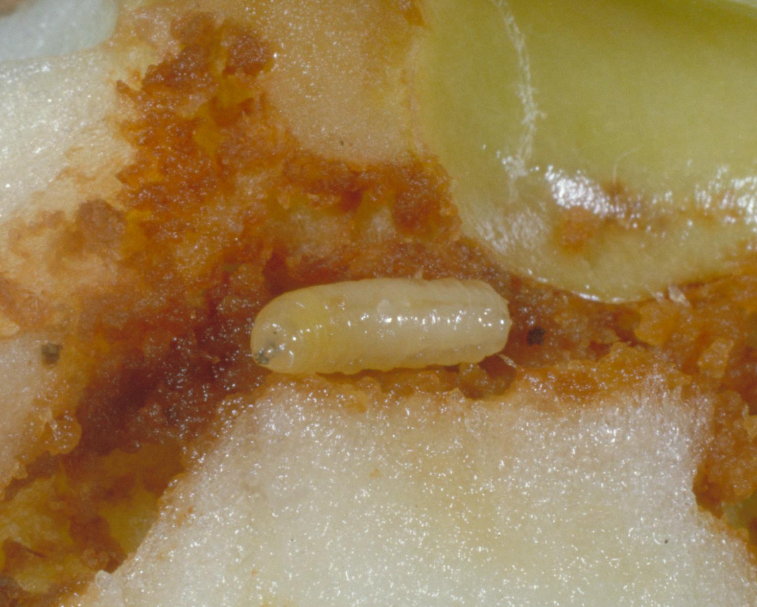 Apple maggot larva (Bessin, UKY)