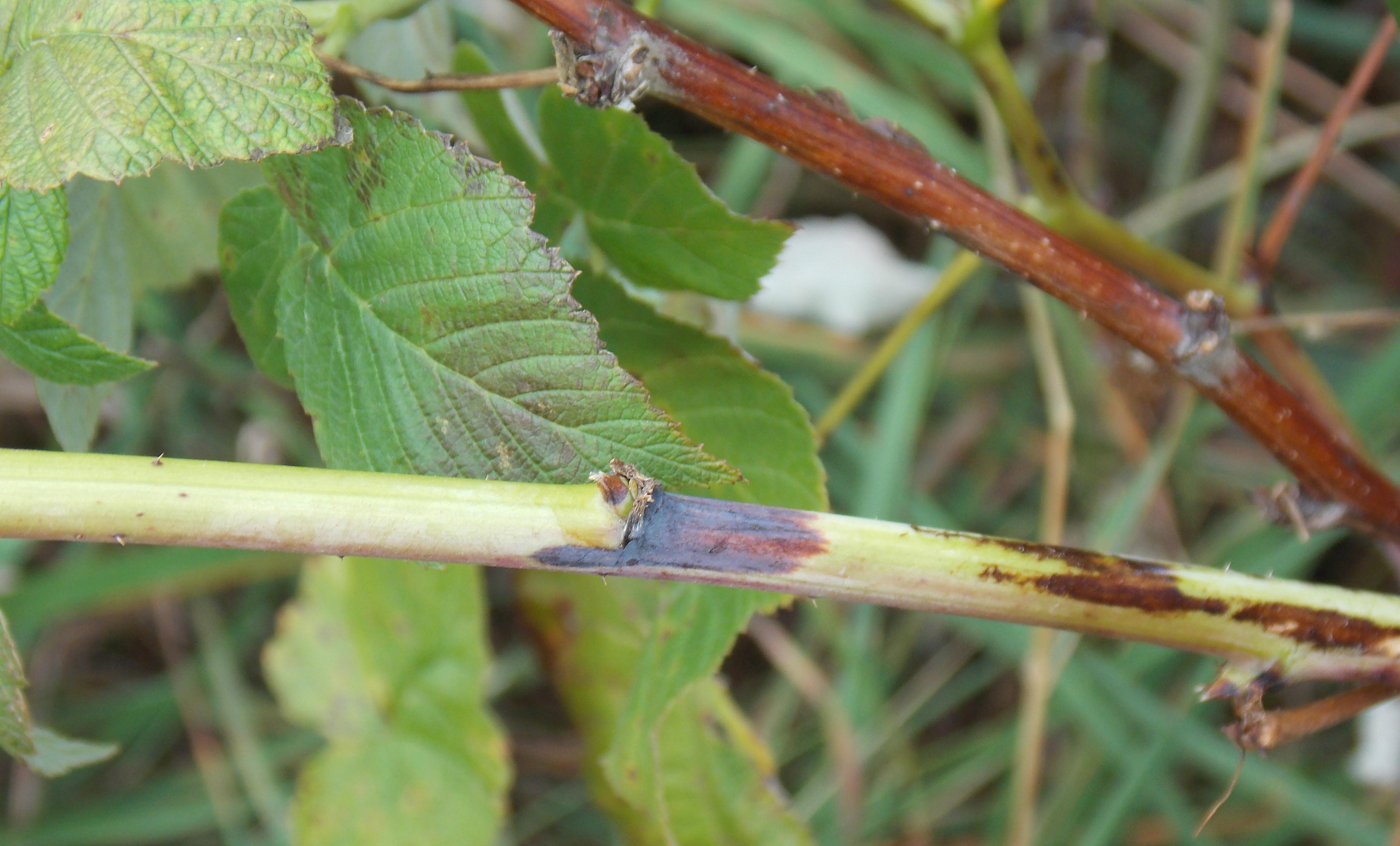 Early appearance of spur blight lesion on a cane. 