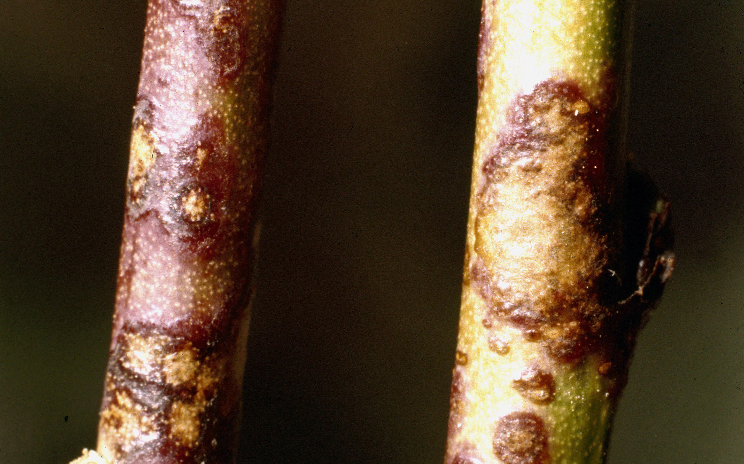 Peach scab lesions on small branches. 
