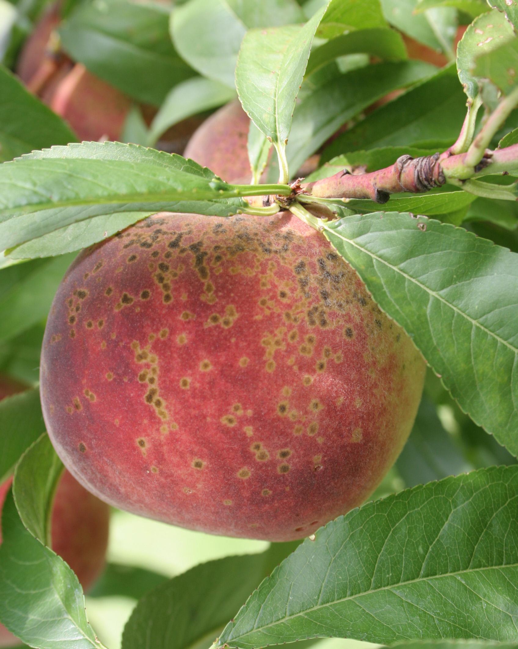 Peach scab lesions on fruit. 