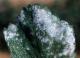 Powdery mildew fungal growth on leaf surface (Ellis, Ohio State University)