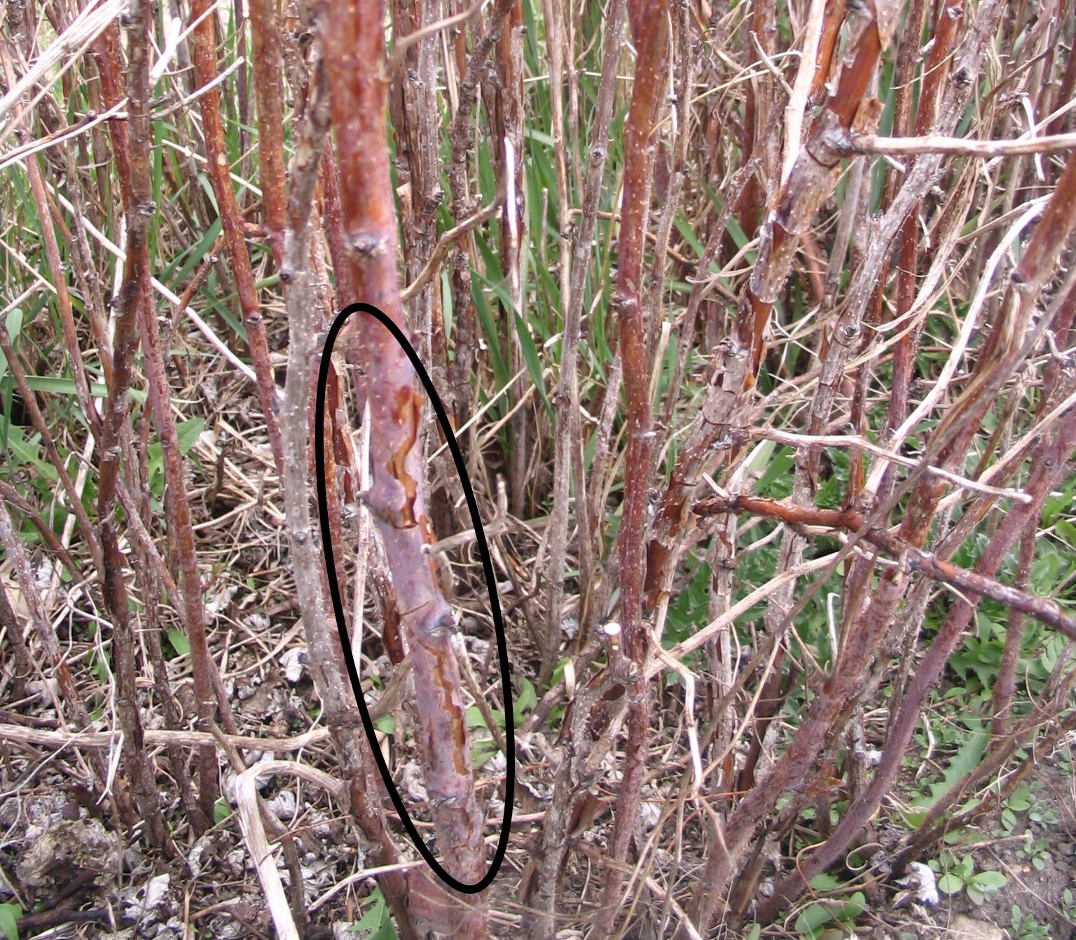 Splits in bark (circled) resulting from older lesion. 
