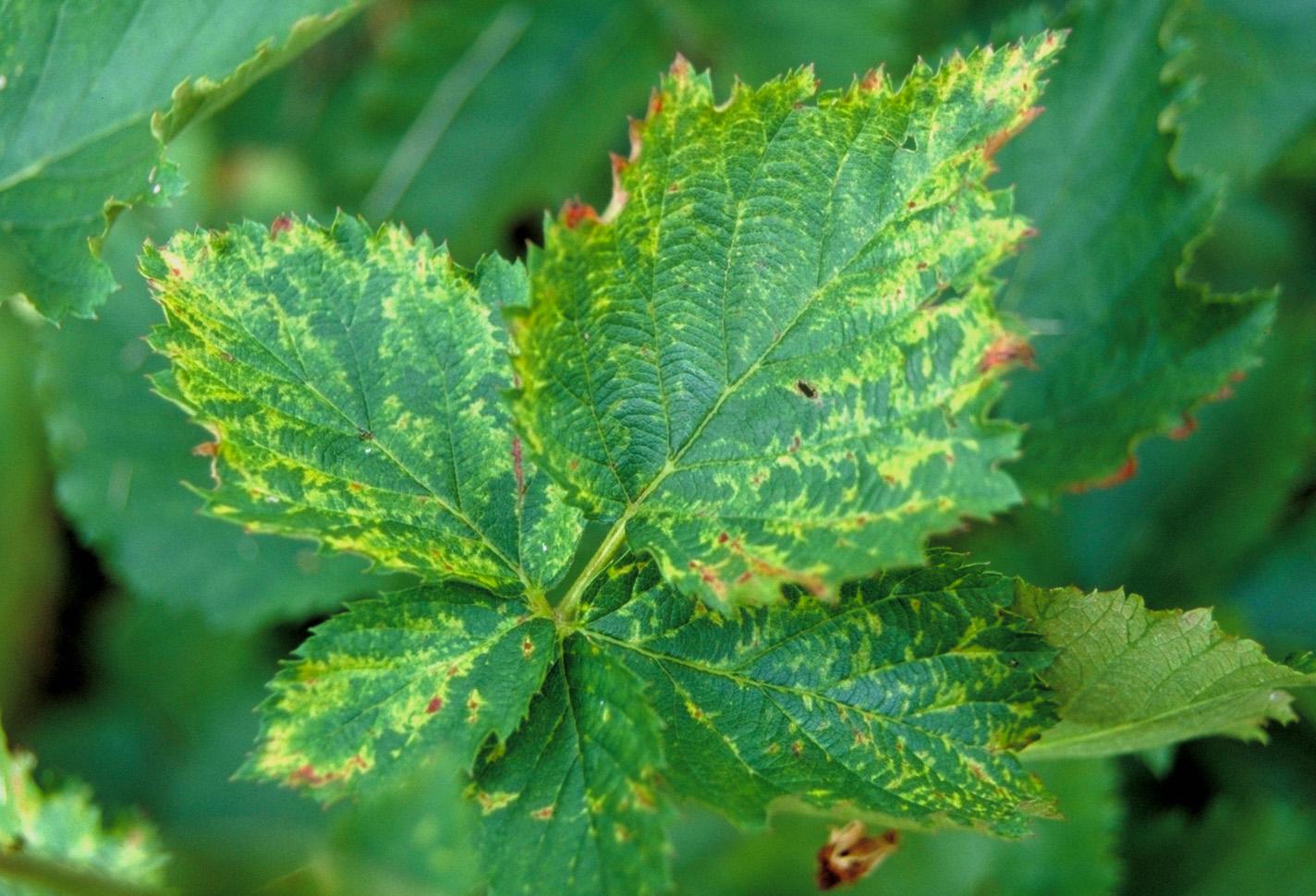 Impatiens necrotic spot virus on blackberry foliage. 