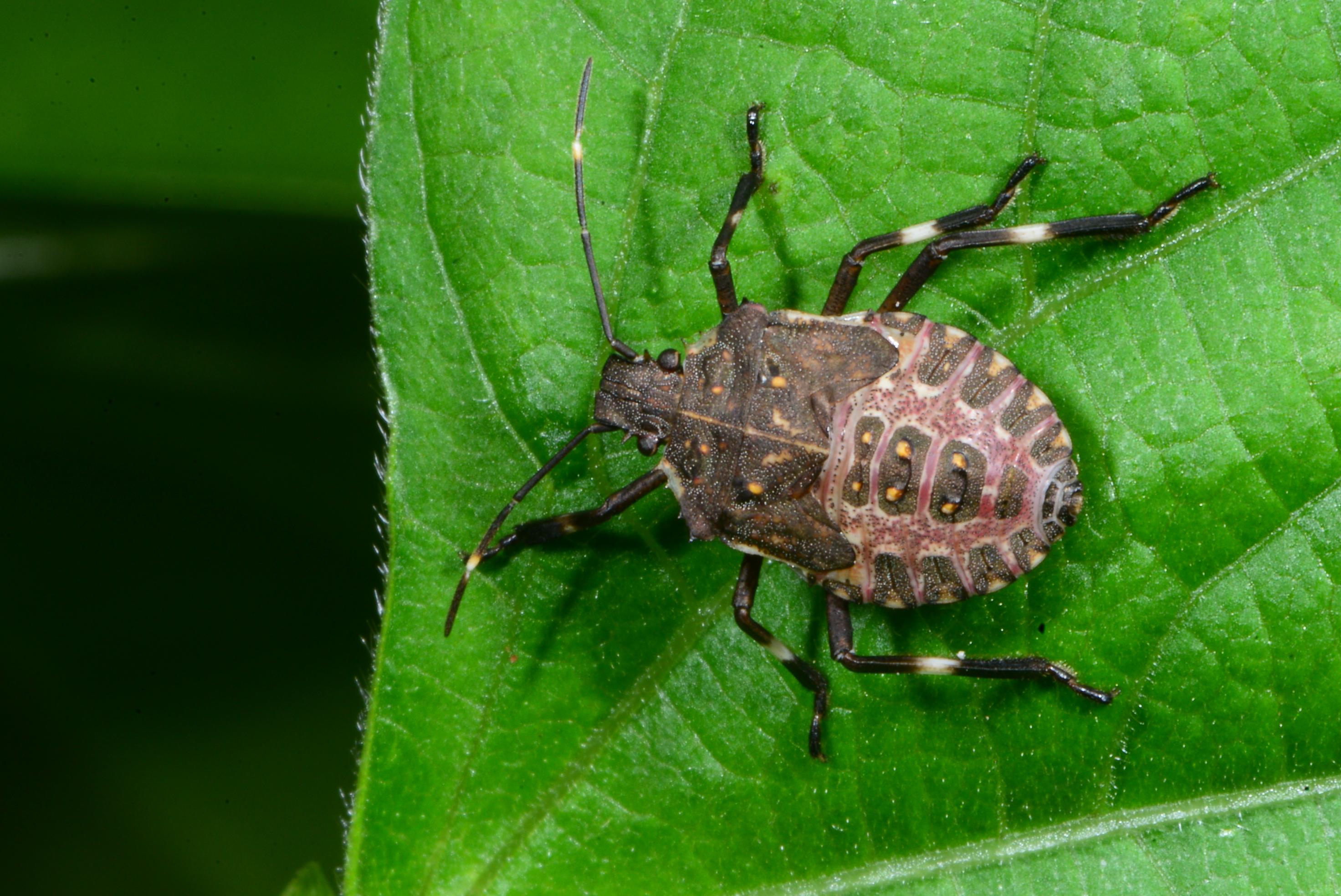 Brown marmorated stink bug nymph. 