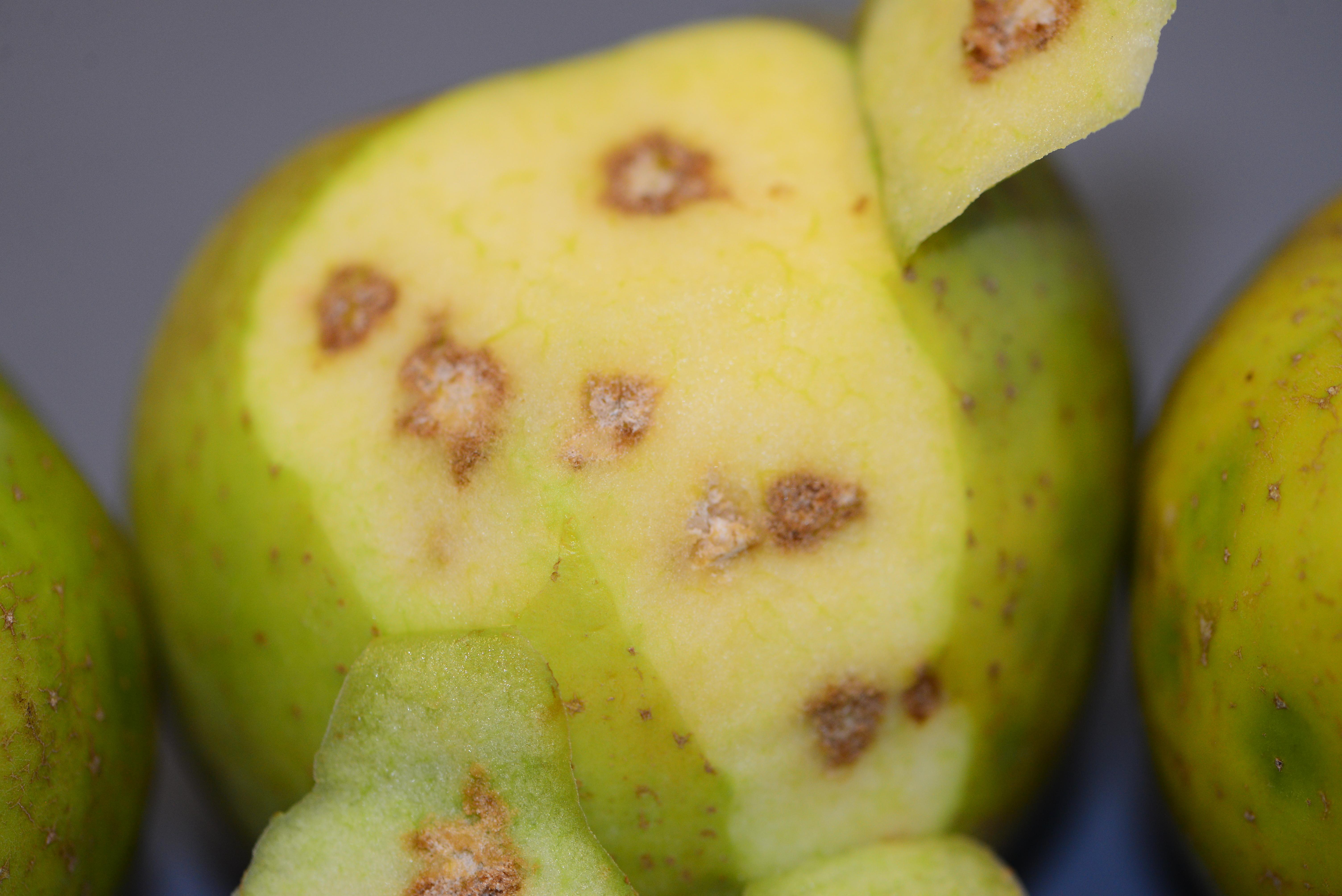 Brown marmorated stinkbug damage to fruit (Bessin, UKY)