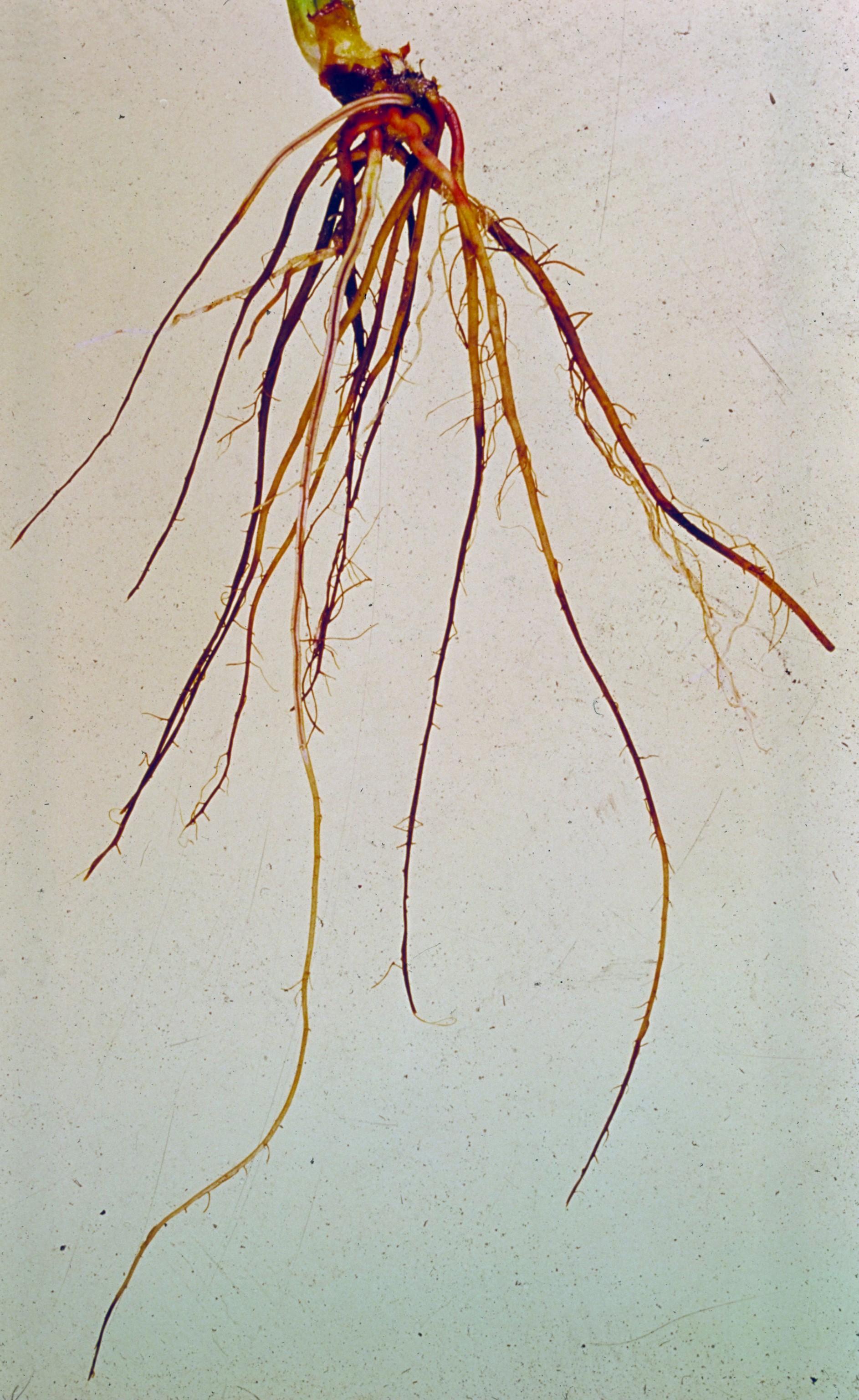 Red stele root damage (SCRI Scottish Crop Research Institute,Bugwood.org)