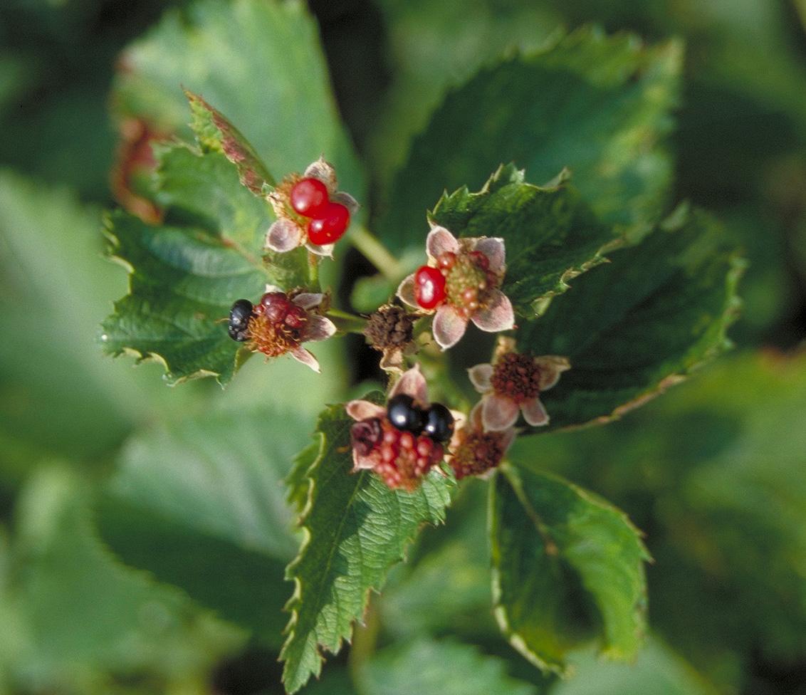 Impatiens necrotic spot virus on fruit. 