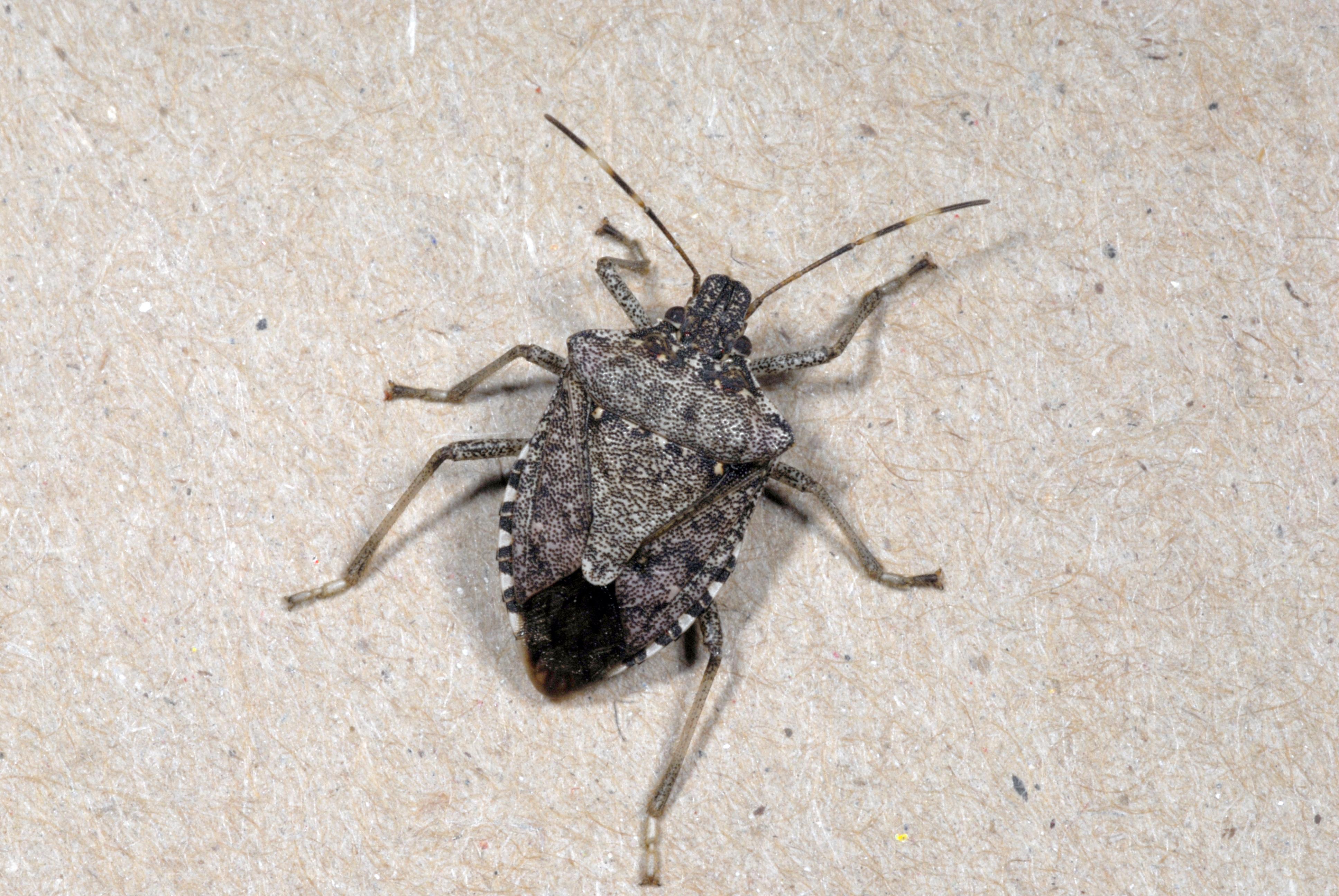Brown marmorated stink bug adult. 