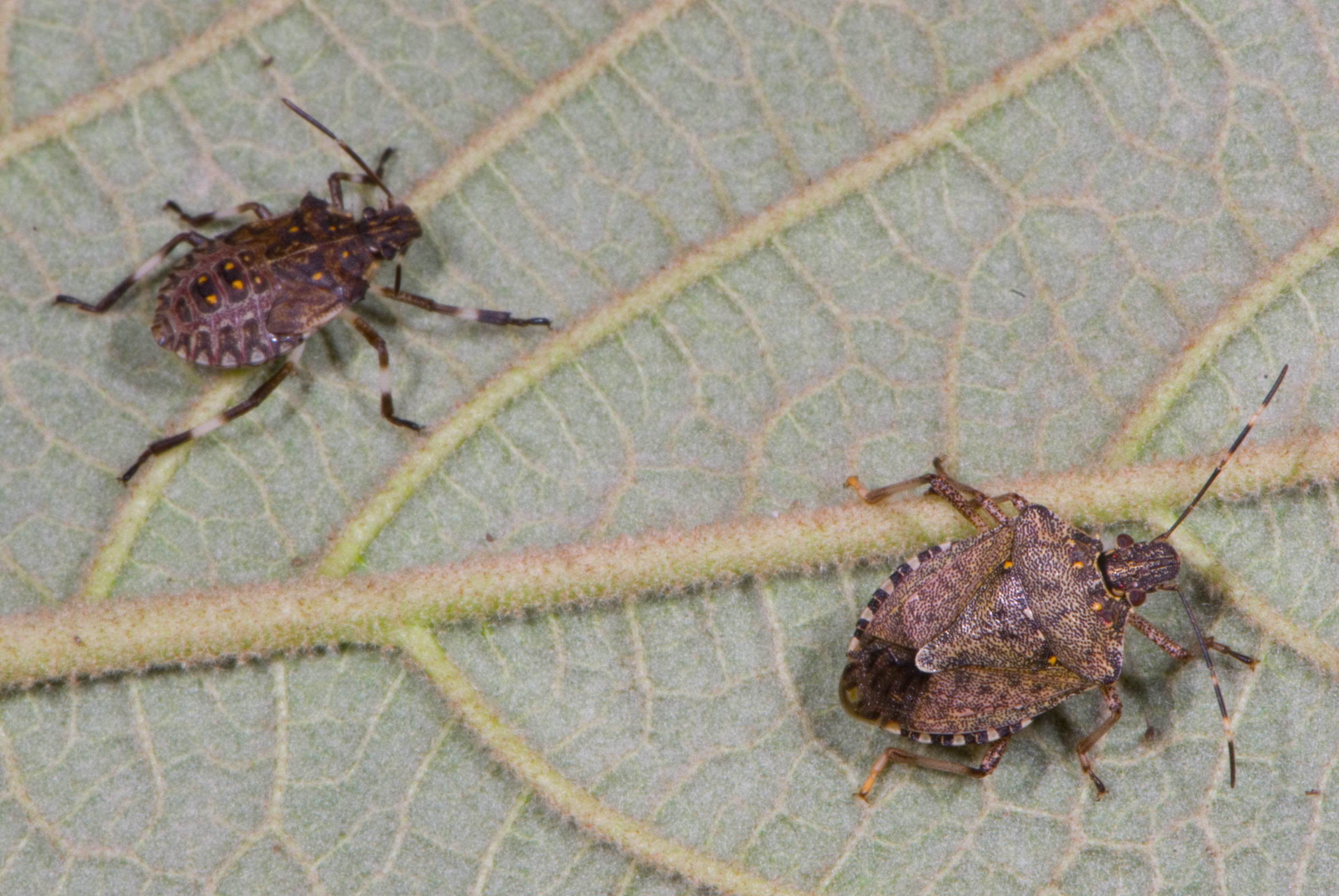 Brown marmorated stinkbug (Bessin, UKY)