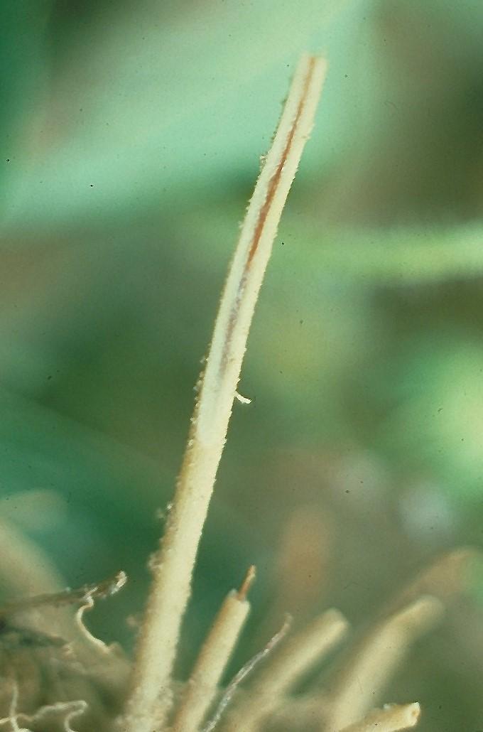 Reddened stele within infected root (Hartman, UKY)