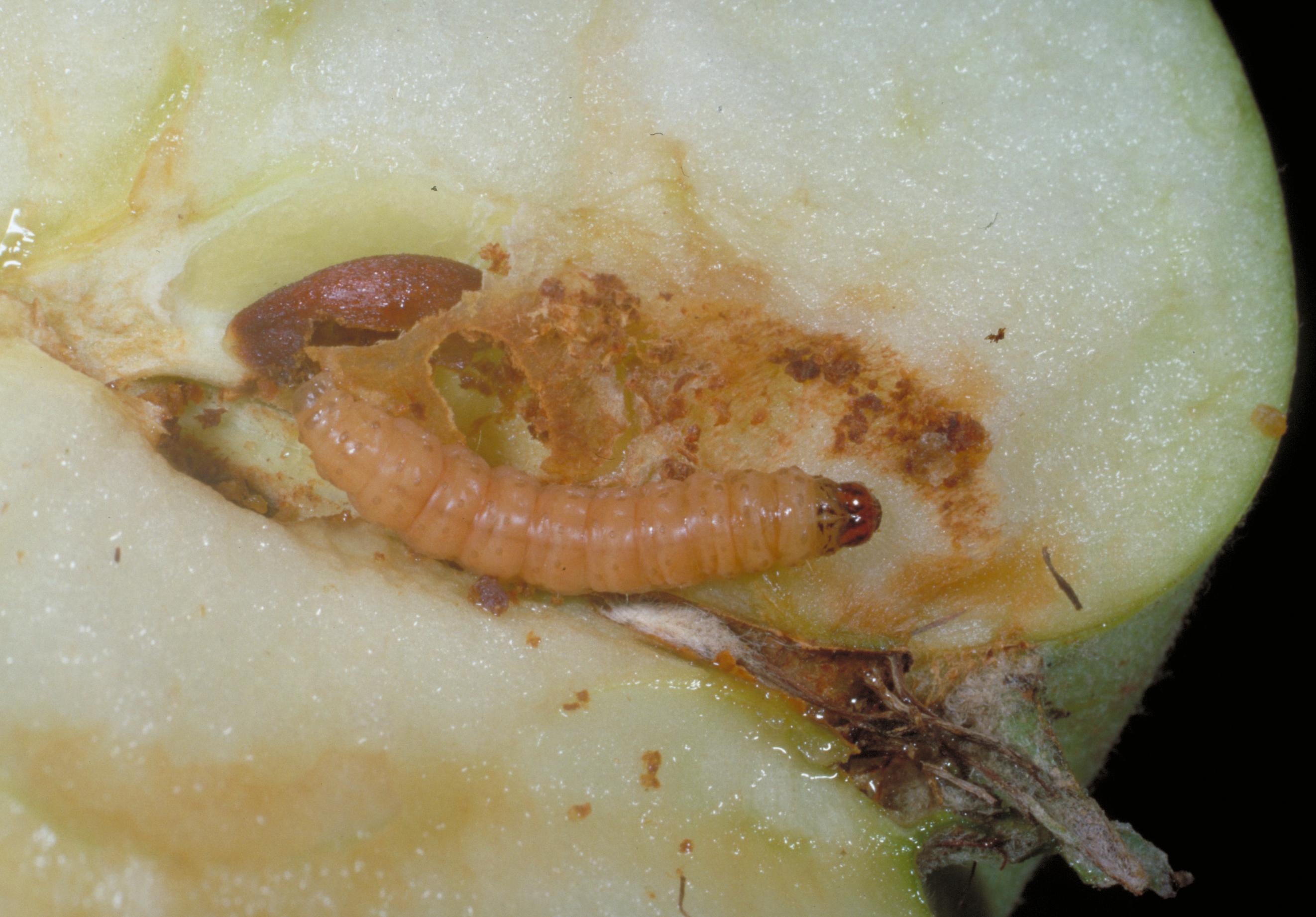 Codling moth larva (Bessin, UKY)