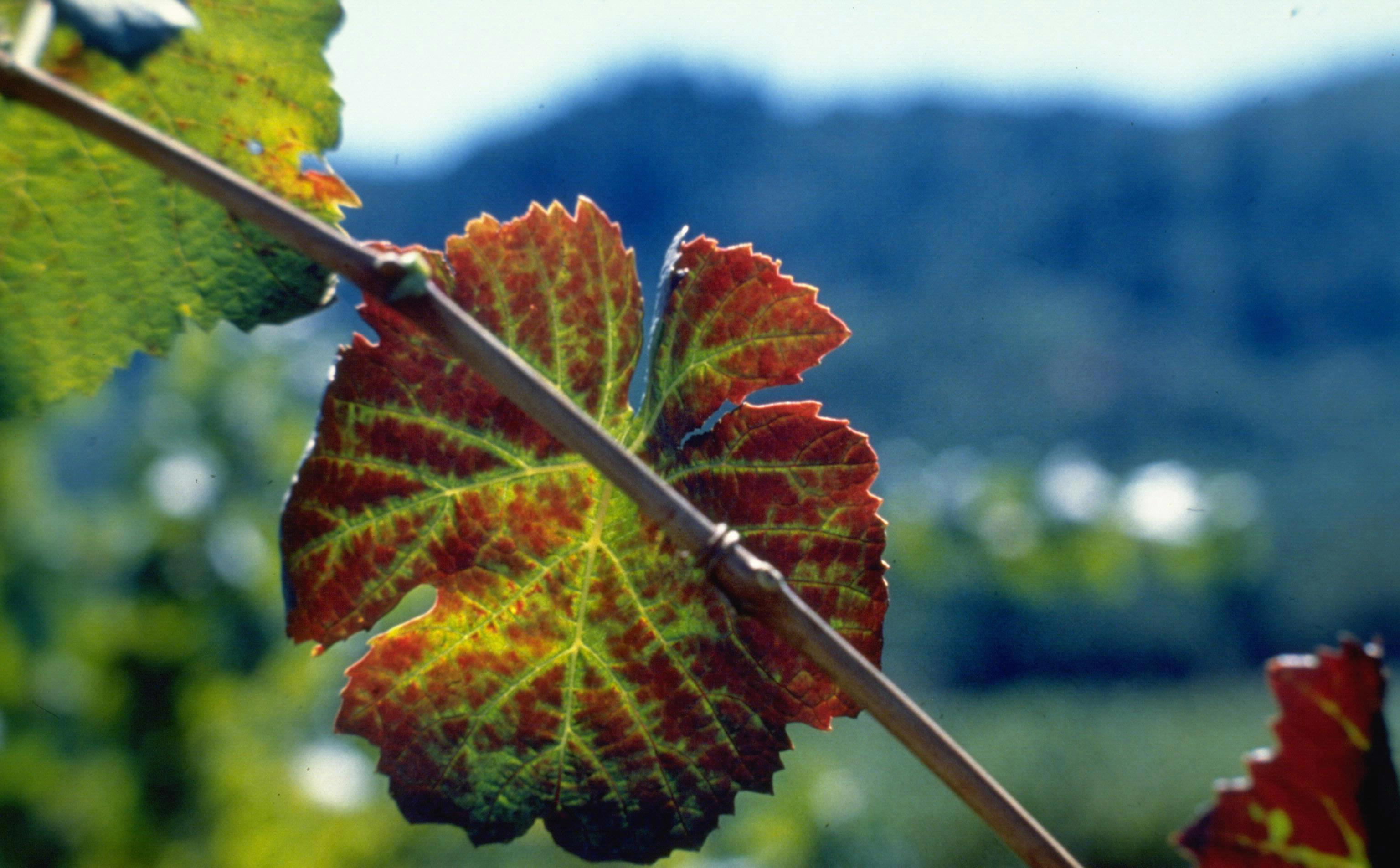 Grapevine yellows and leaf roll. 