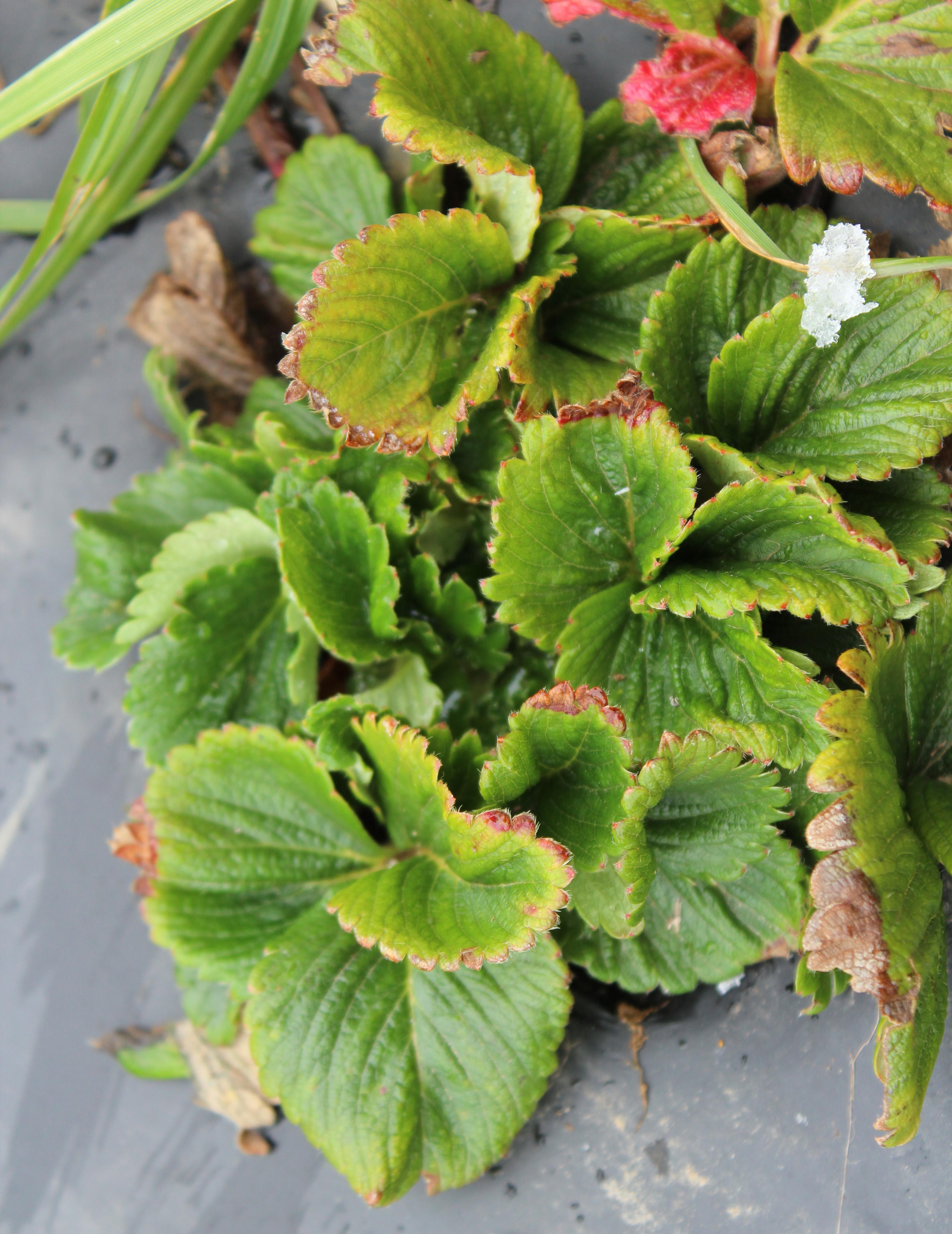 Planting infected with strawberry mosaic virus and strawberry mild yellow edge virus (Gauthier, UKY)
