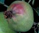 Codling moth damage to fruit (Bessin, UKY)