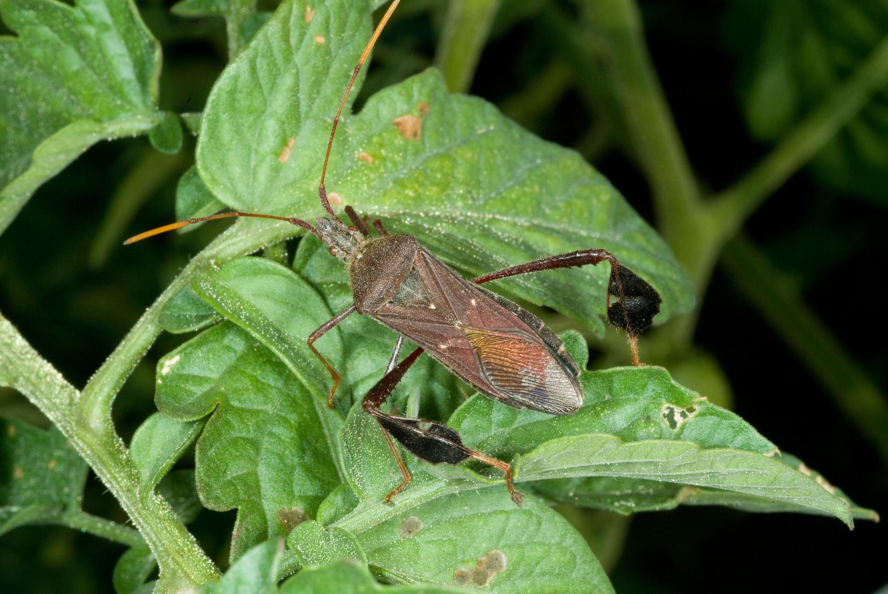 Leaf-footed bug. 