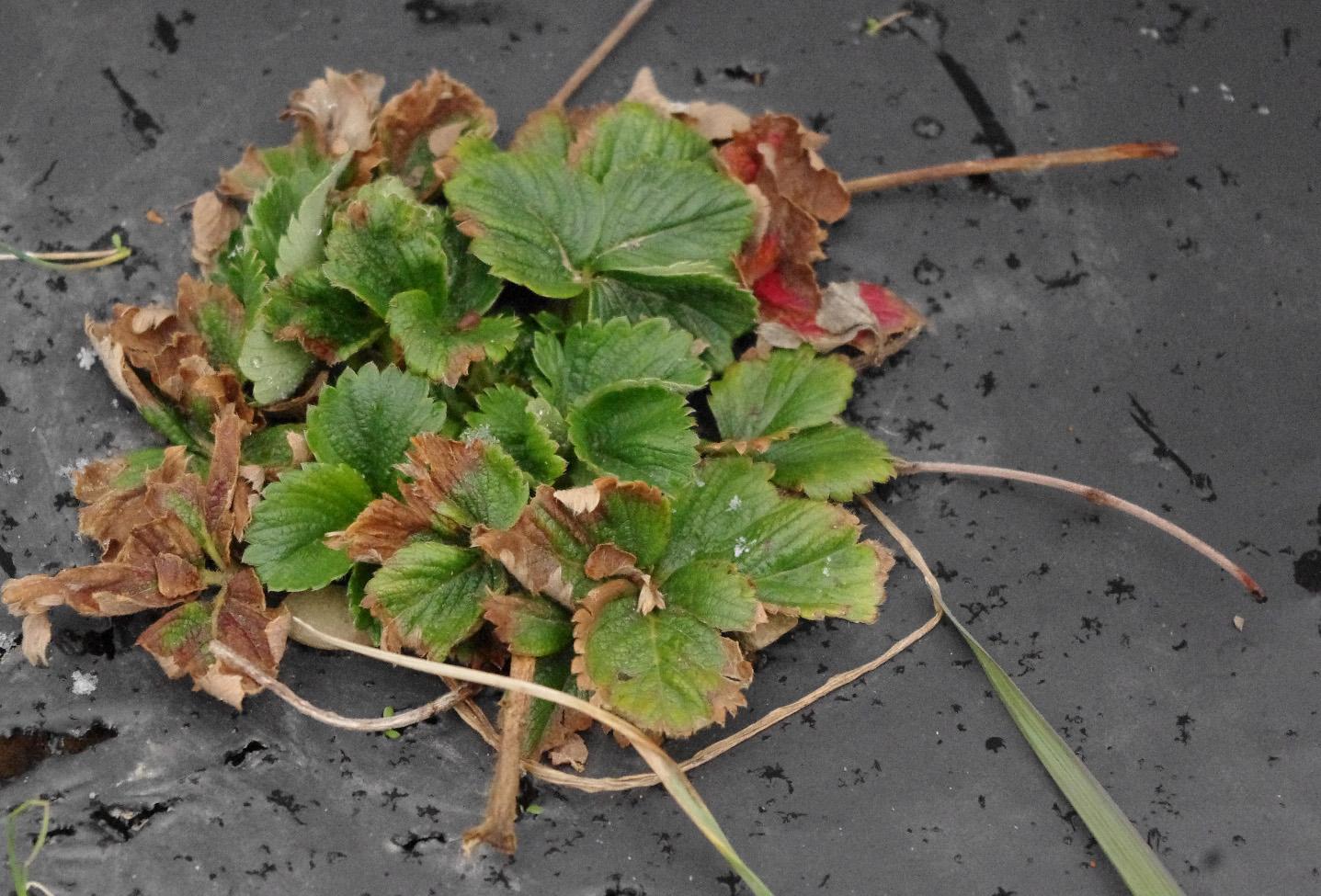 Planting infected with strawberry mottle virus (Strang, UKY)