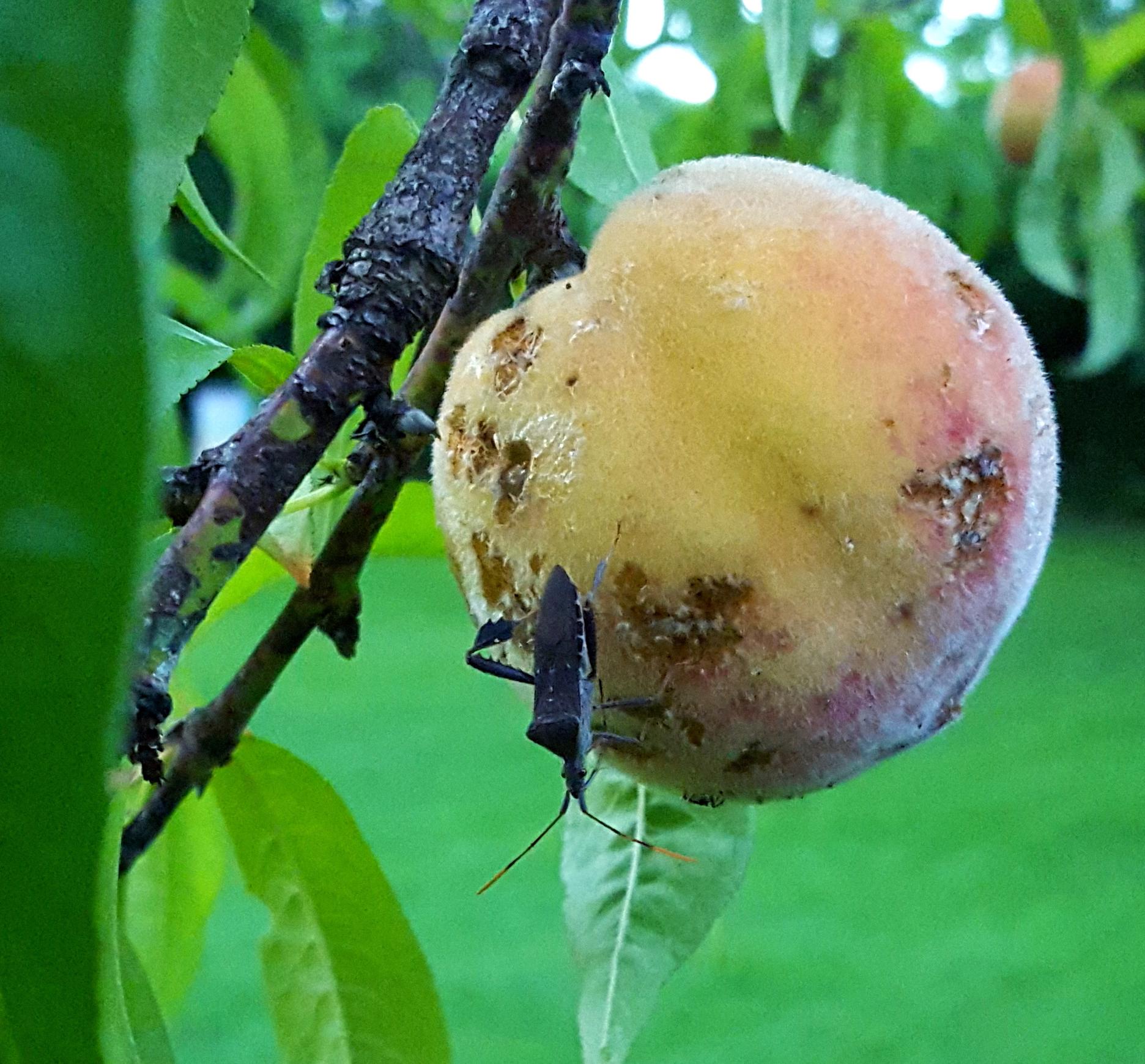 Leaf-footed bug feeding on peach. 