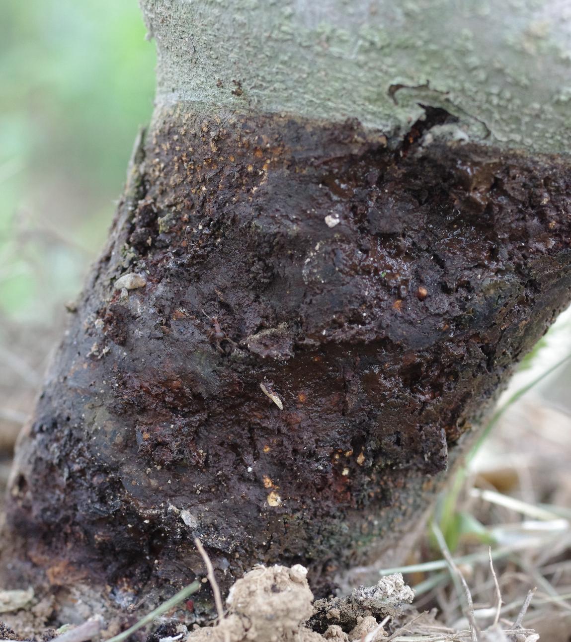 Dogwood borer damage to trunk (Strang, UKY)