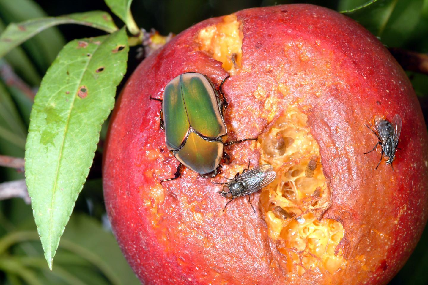 Green June beetle adult with damage to fruit. 