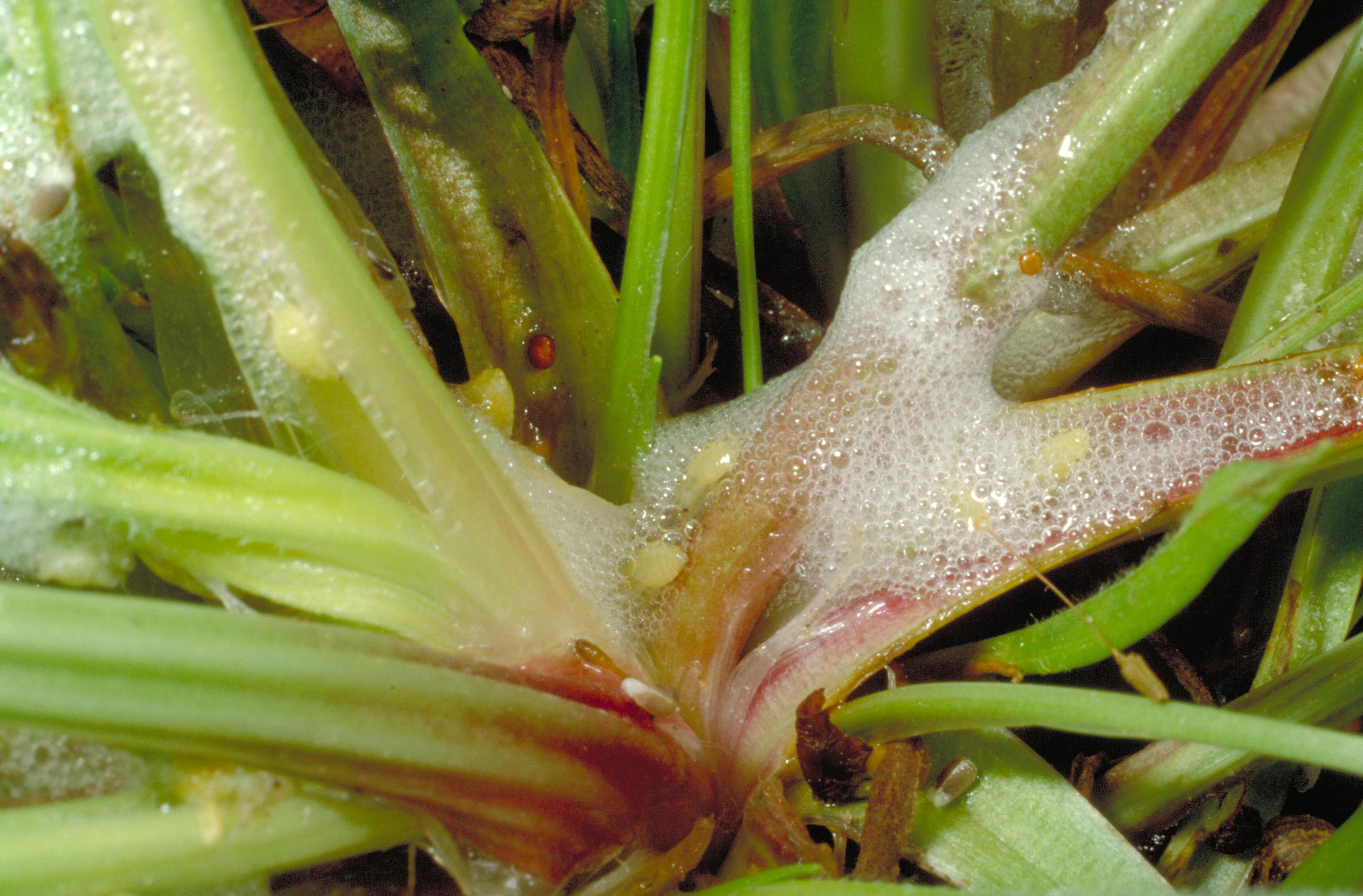 Pale meadow spittlebug nymphs and spittle produced (Bessin, UKY)