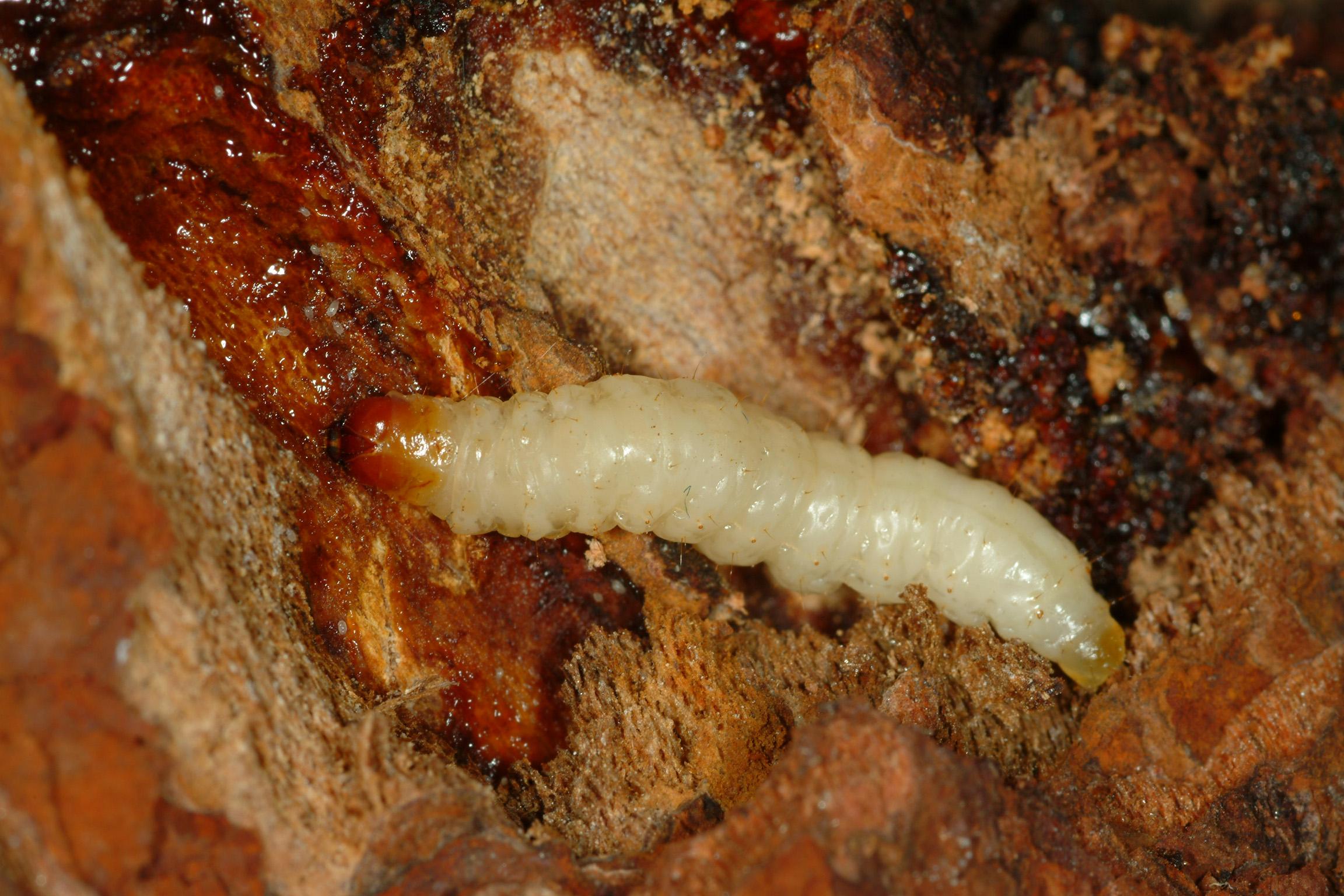Dogwood borer larva (Bessin, UKY)