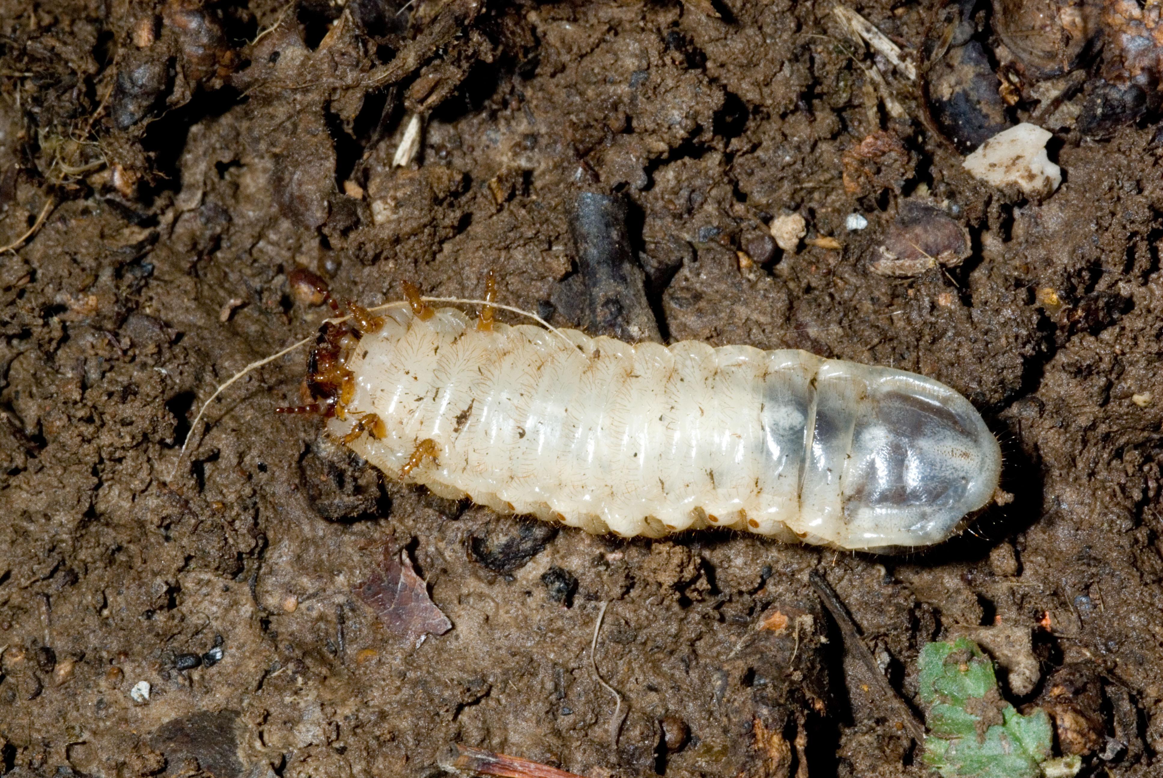 Green June beetle larva. 