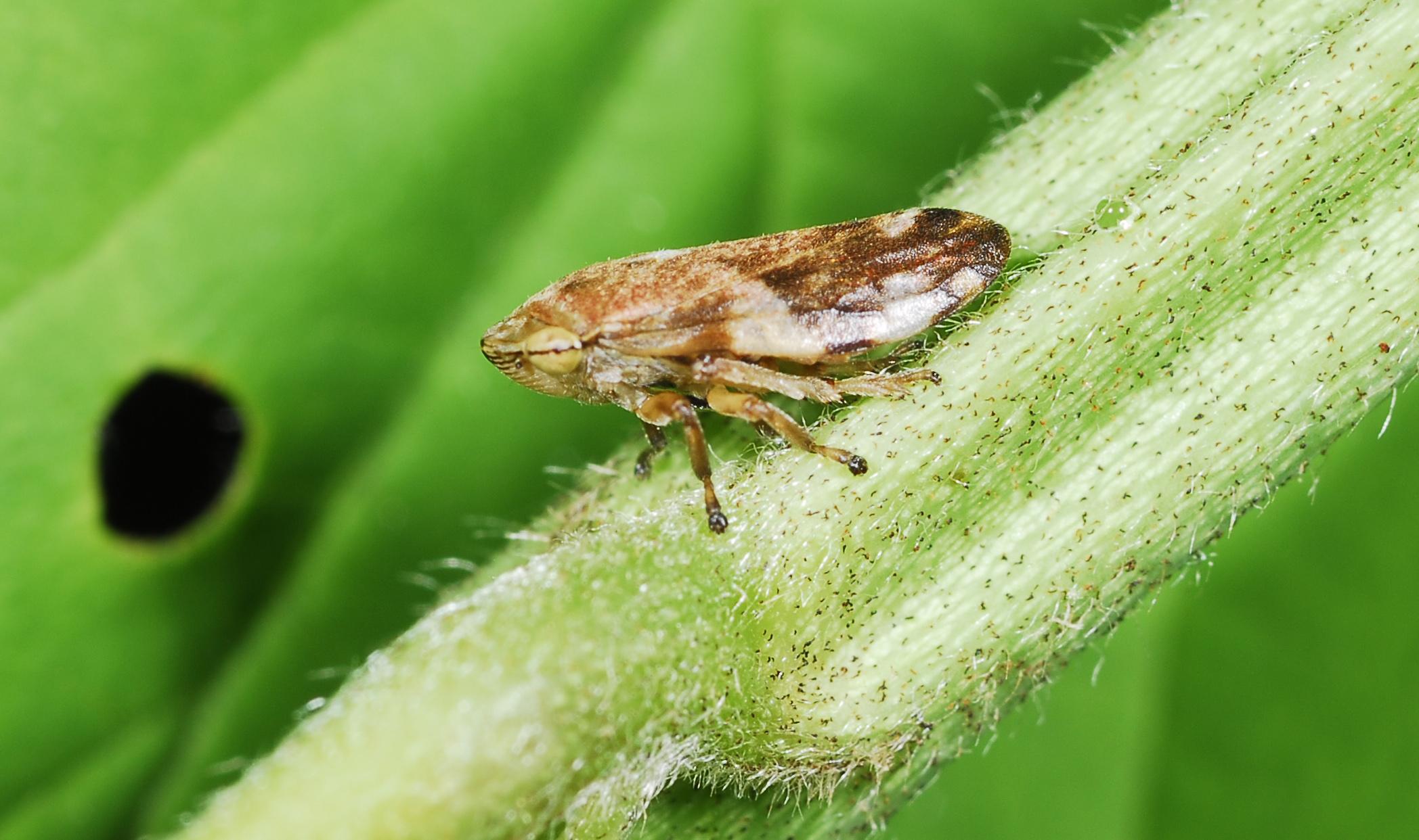Pale meadow spittlebug adult (Bessin, UKY)