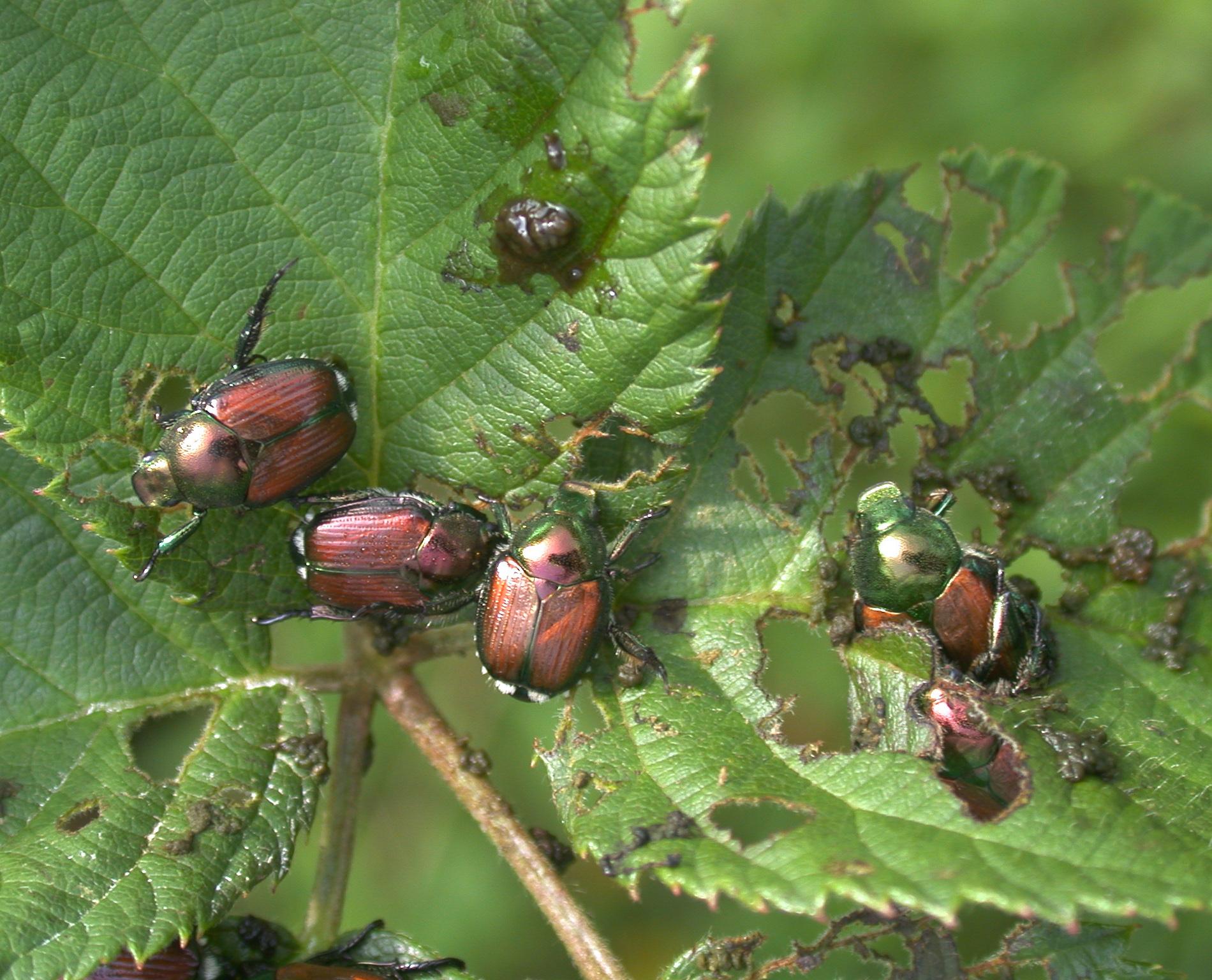 Japanese beetle adults. 
