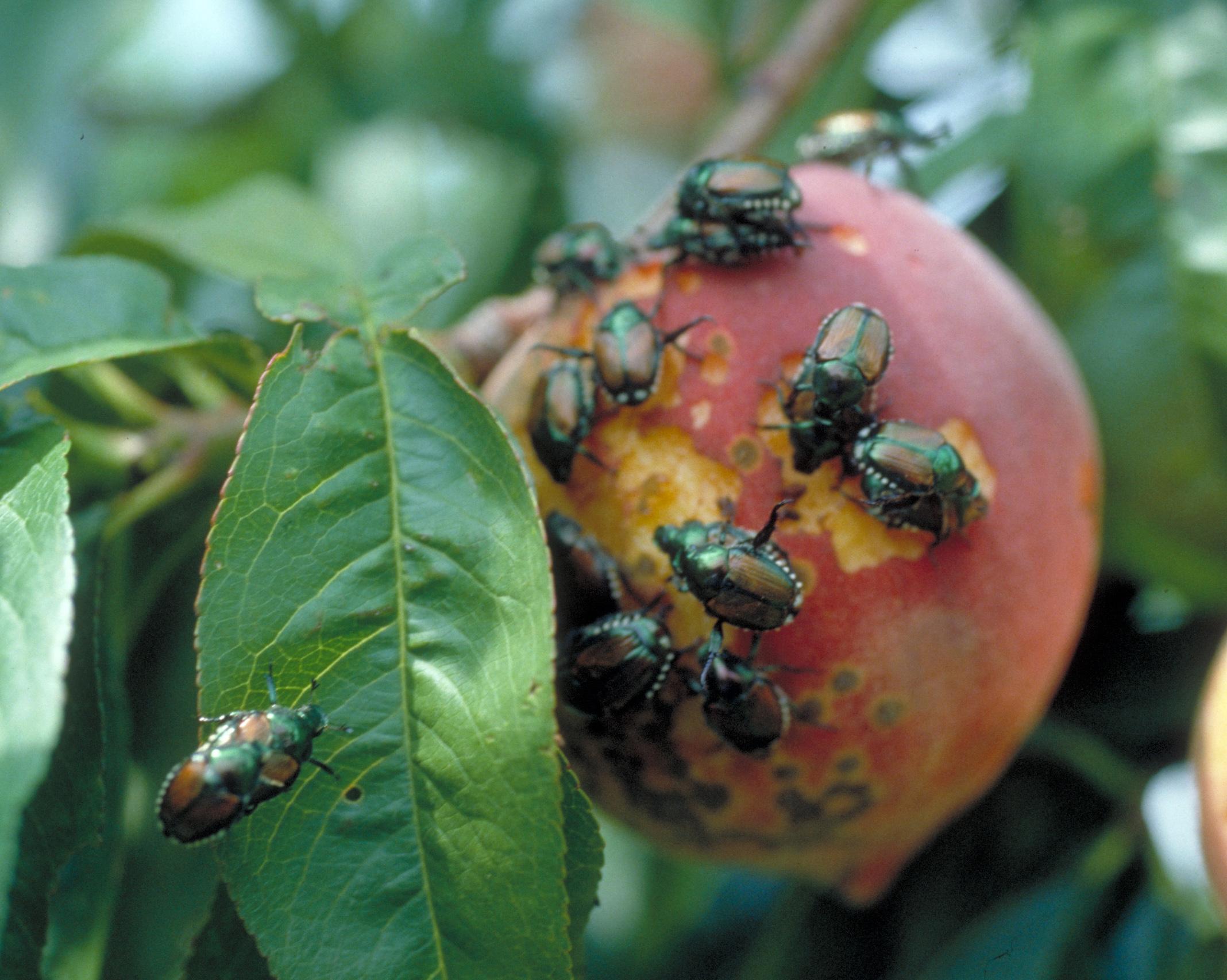 Japanese beetle adults and damage. 