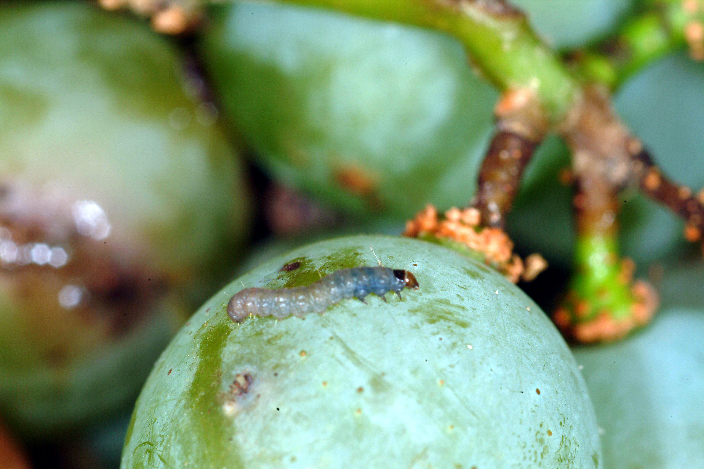 Grape berry moth larva on berry. 
