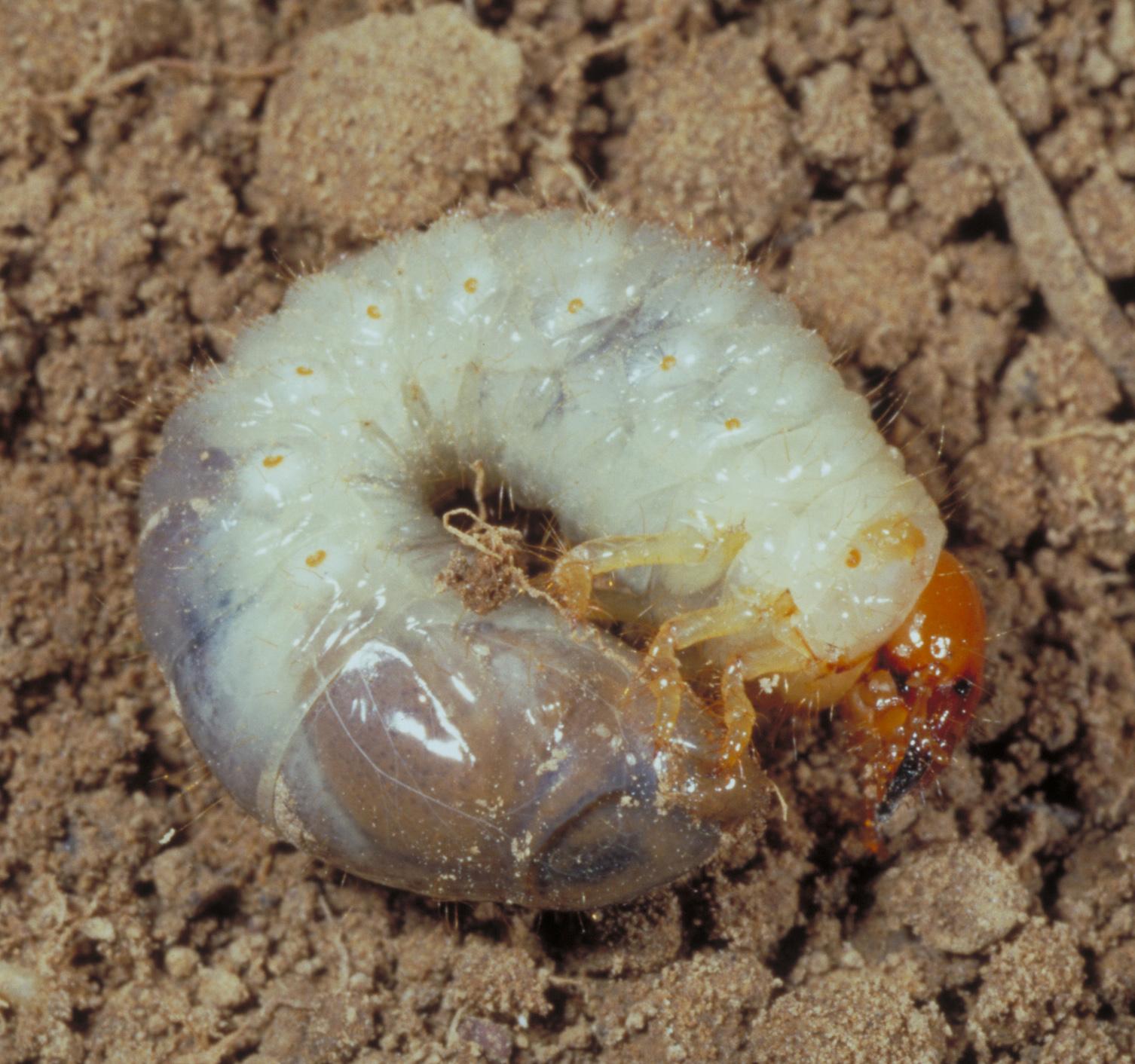 Japanese beetle larva (grub). 