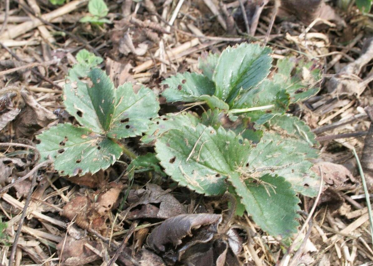 Plant with root weevil leaf feeding (Strang, UKY)