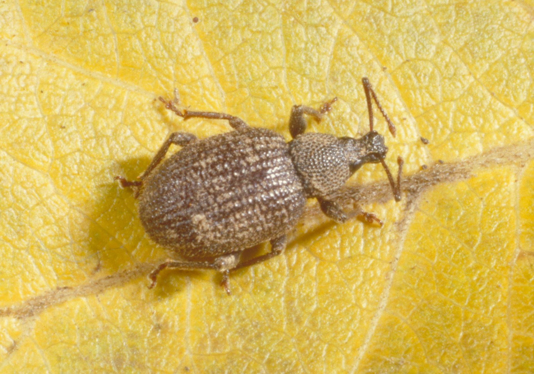 Adult root weevil (Bessing, UKY)