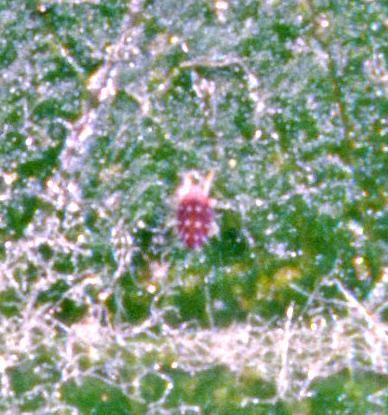 European red mite (Bessin, UKY)