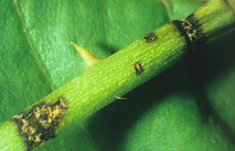 Raspberry cane borer oviposition rings cause damage to canes. 