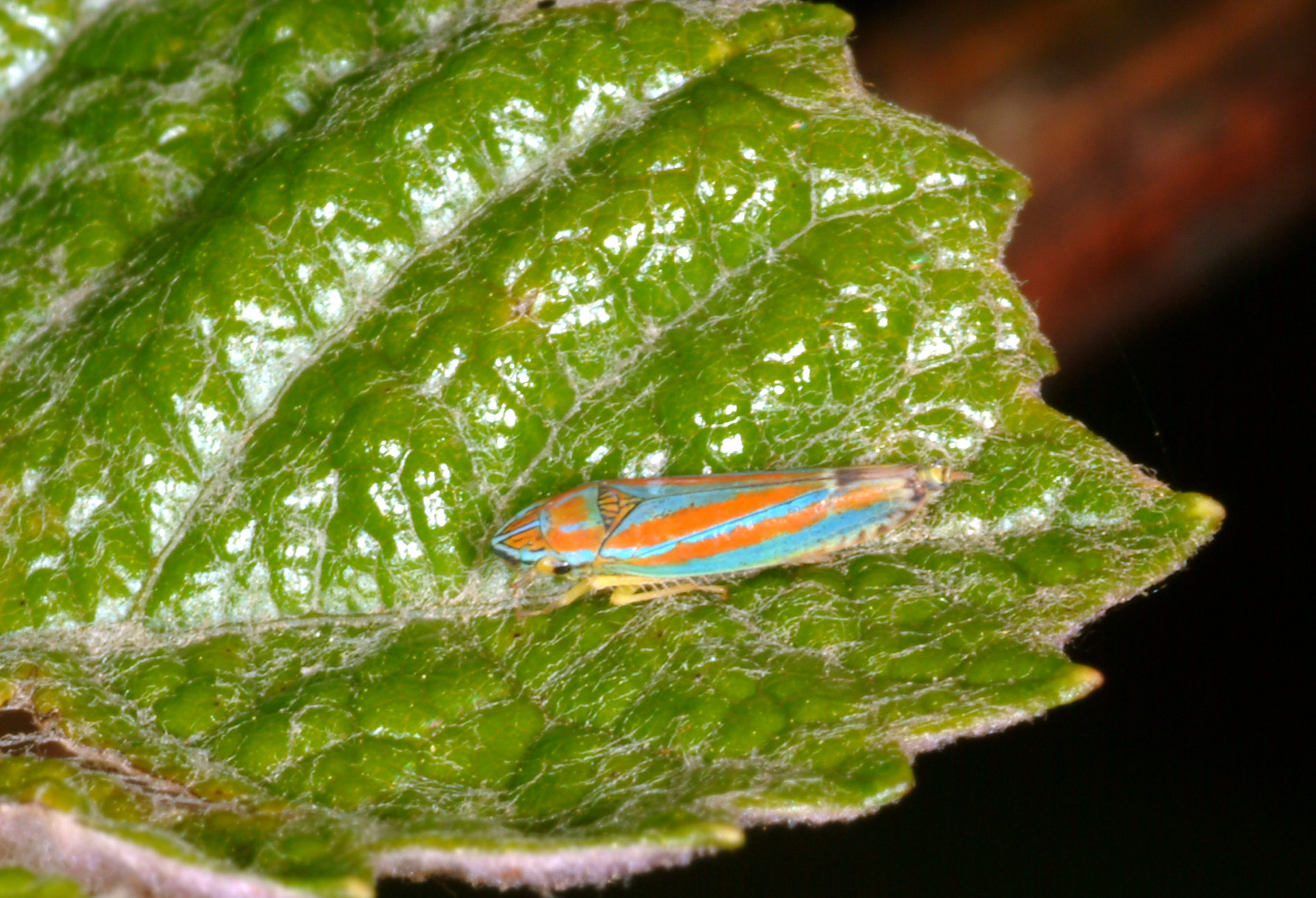 Another leafhopper species that is common on grape. 