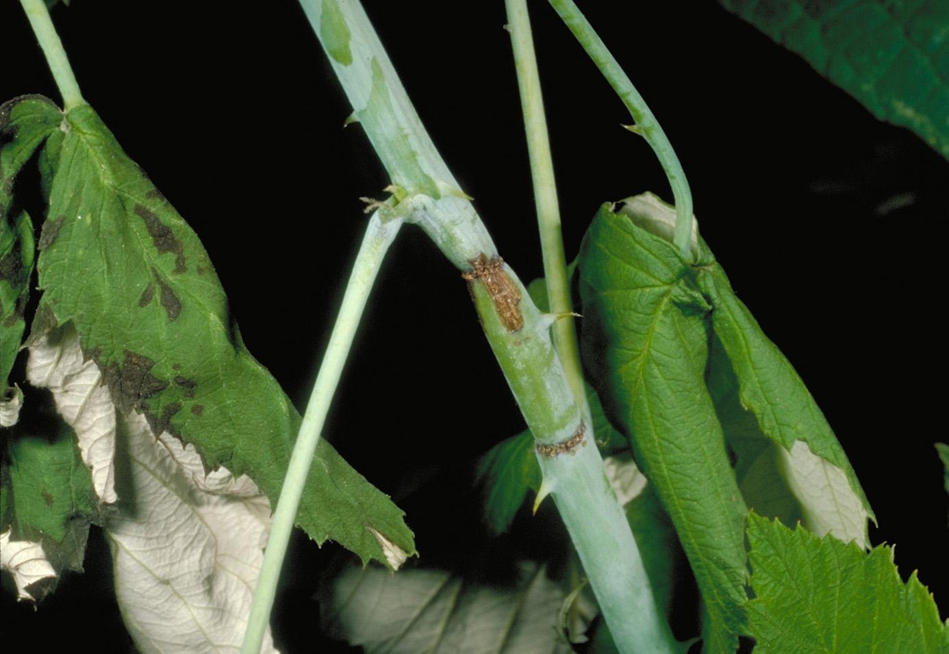Raspberry cane borer oviposition ring damage results in wilting cane tips. 