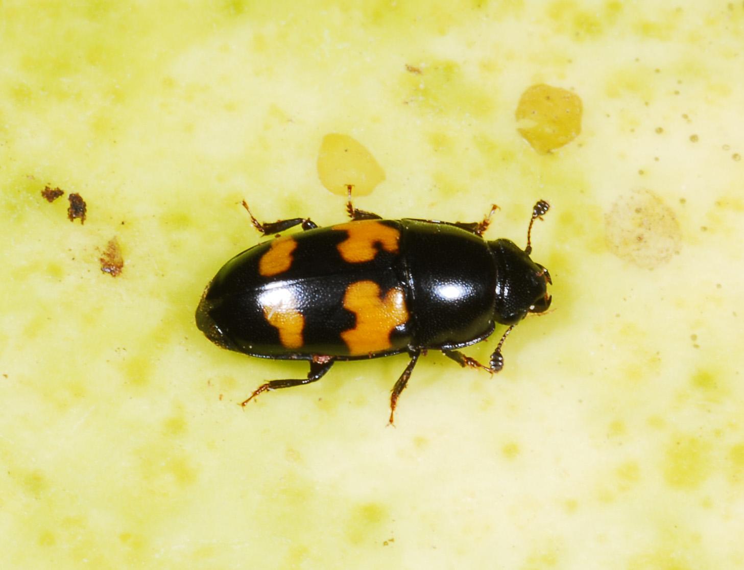 Adult sap beetle (Bessin, UKY)